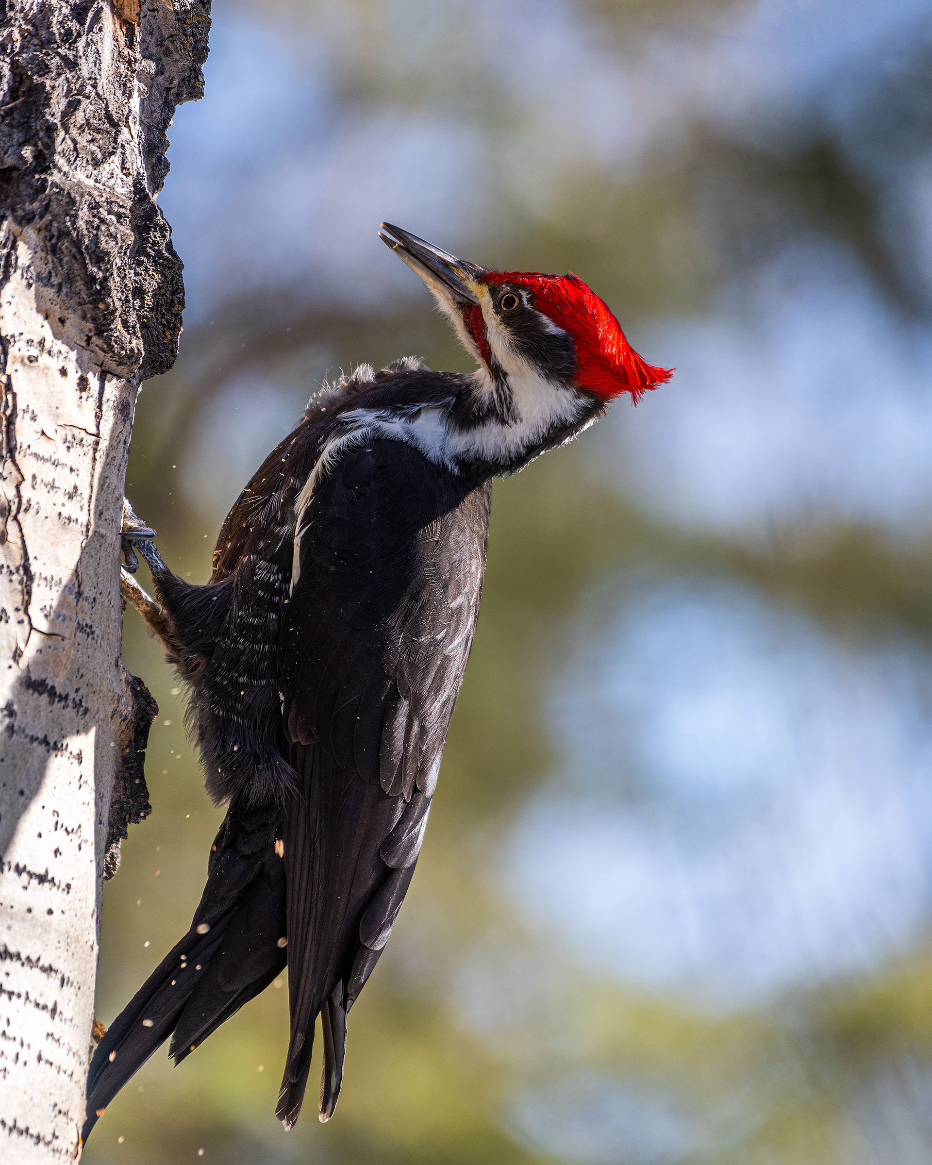 Pileated Woodpecker (male) near Marshall Springs in Fish Creek Provincial Park