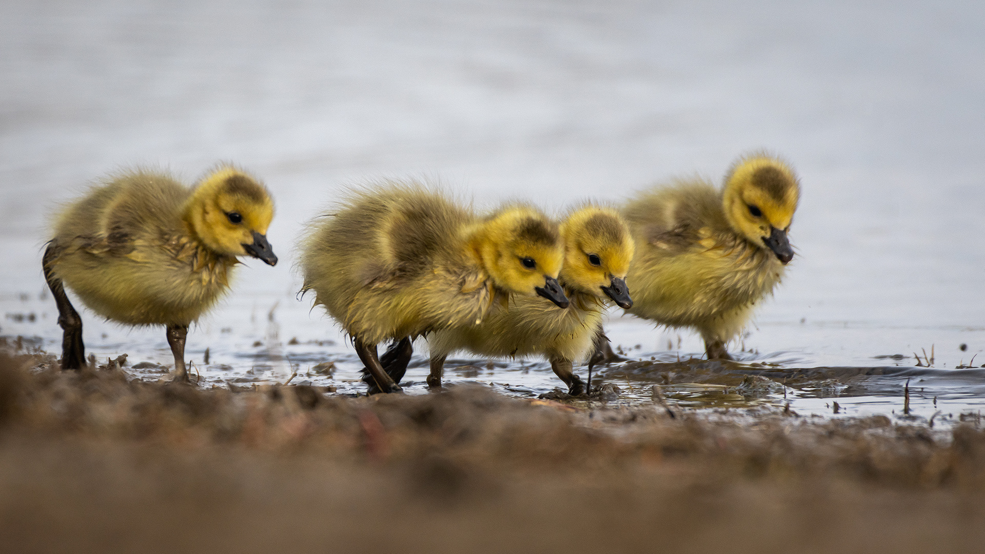 Canada Goose goslings, Glenmore Reservoir, North Glenmore Park, Calgary, AB