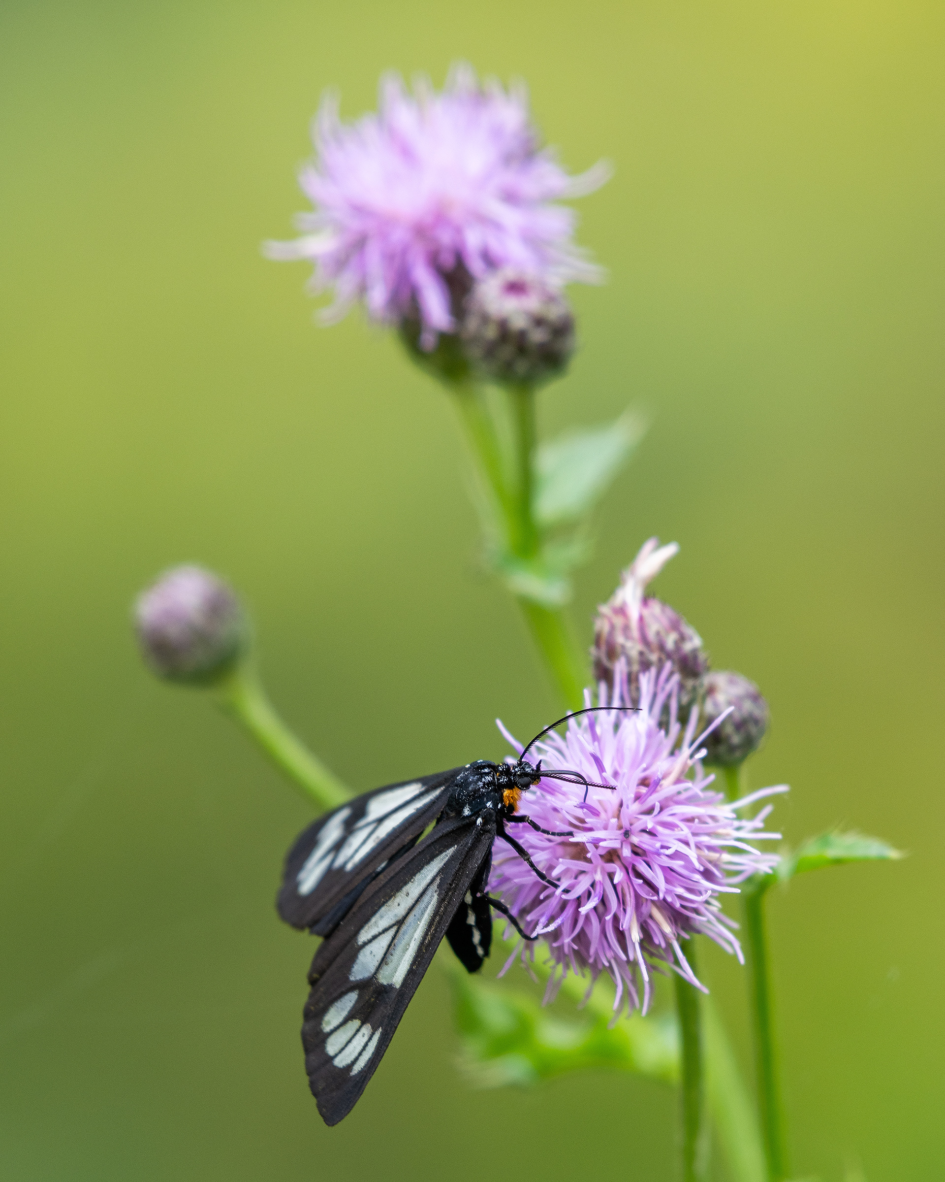 Butterfly on a flower, Marshall Springs - Fish Creek Prov. Park, Calgary, AB