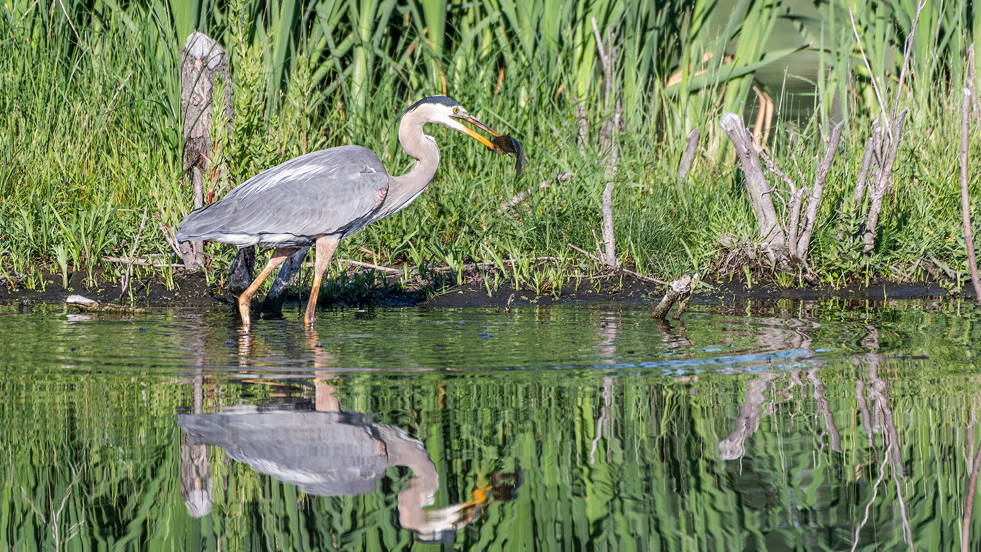 Great Blue Heron caught a fish, Marshall Springs - Fish Creek Prov. Park, Calgary, AB