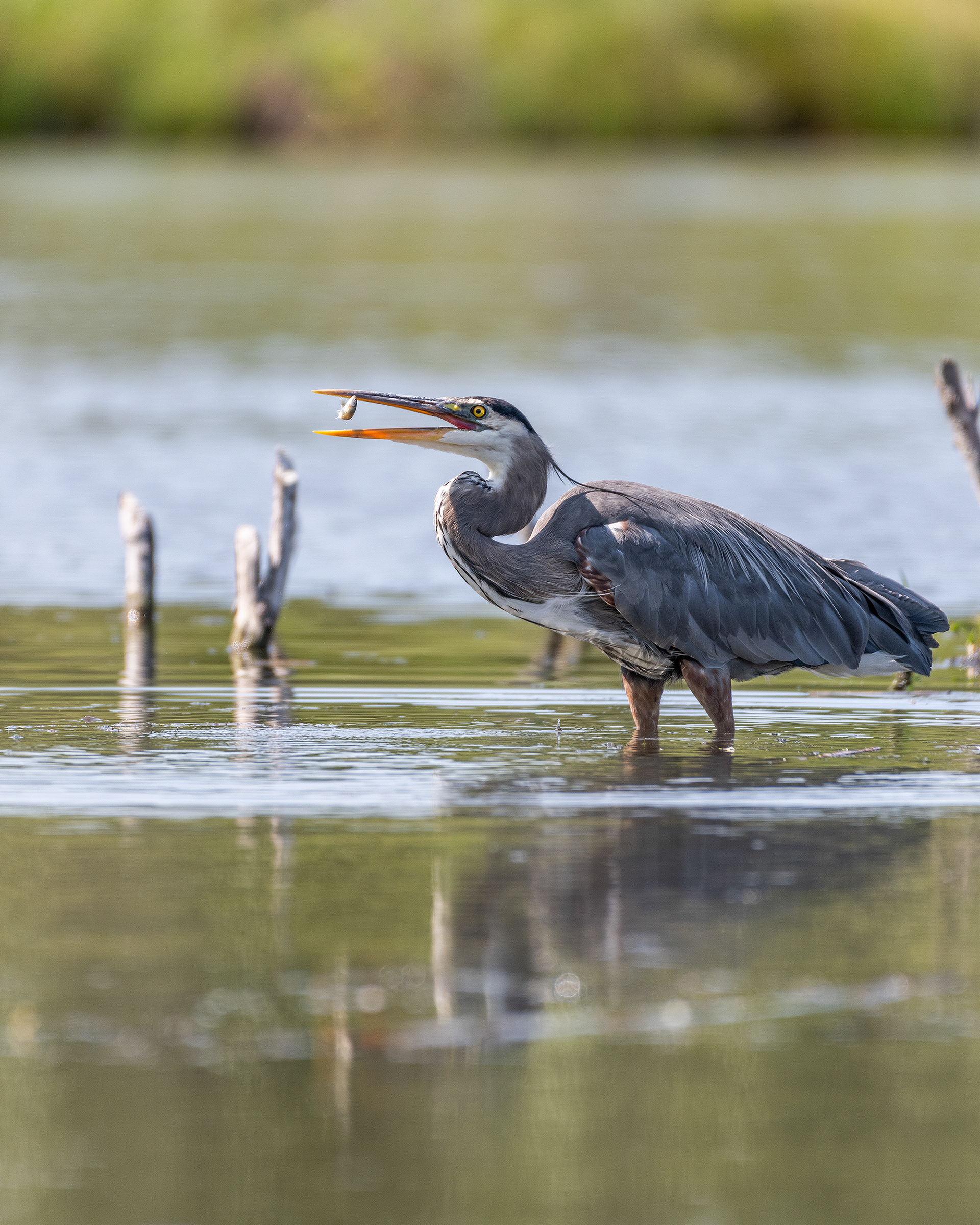 Great Blue Heron, Marshall Springs - Fish Creek Prov. Park, Calgary, AB