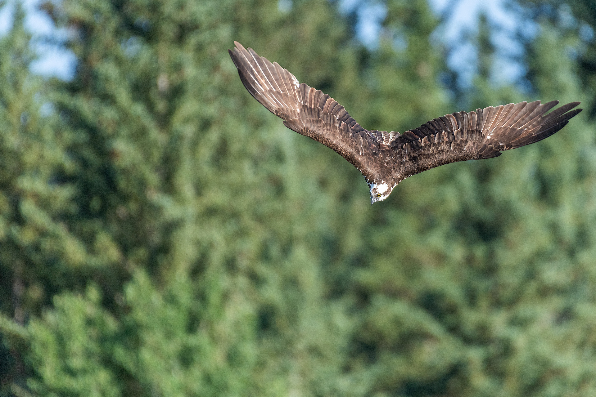 Osprey in flight, Marshall Springs - Fish Creek Prov. Park, Calgary, AB