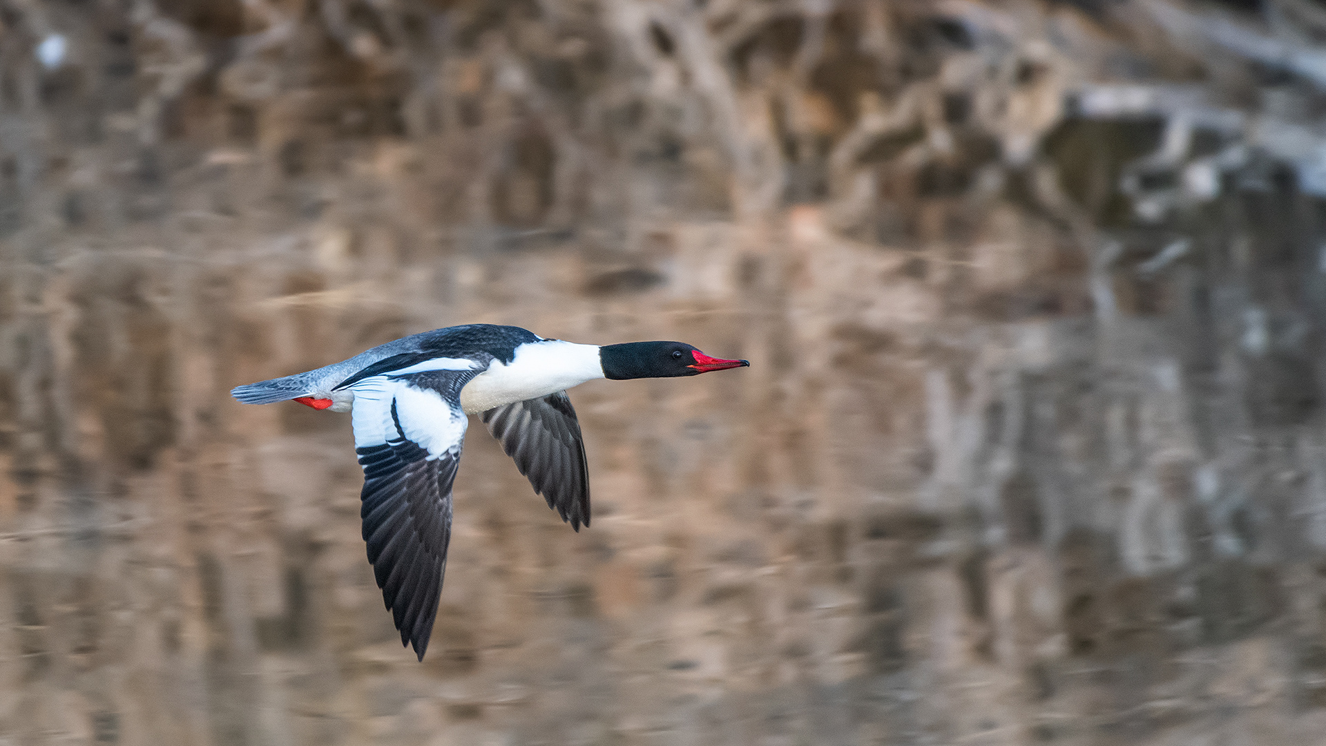 Common Merganser (male, in flight) at the Inglewood Bird Sanctuary & Nature Centre, Calgary, Alberta