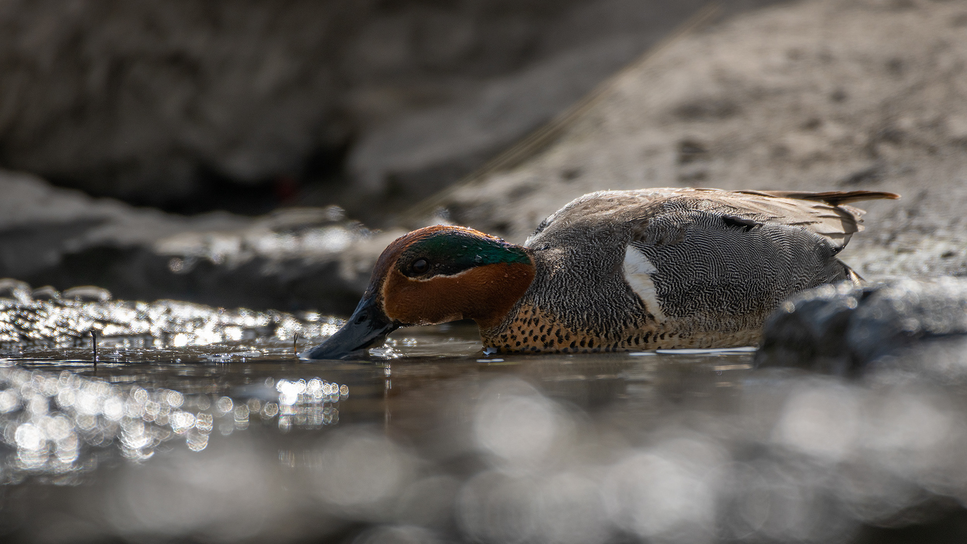 Green-winged Teal (male), Marshall Springs, Fish Creek Provincial Park, Calgary, AB