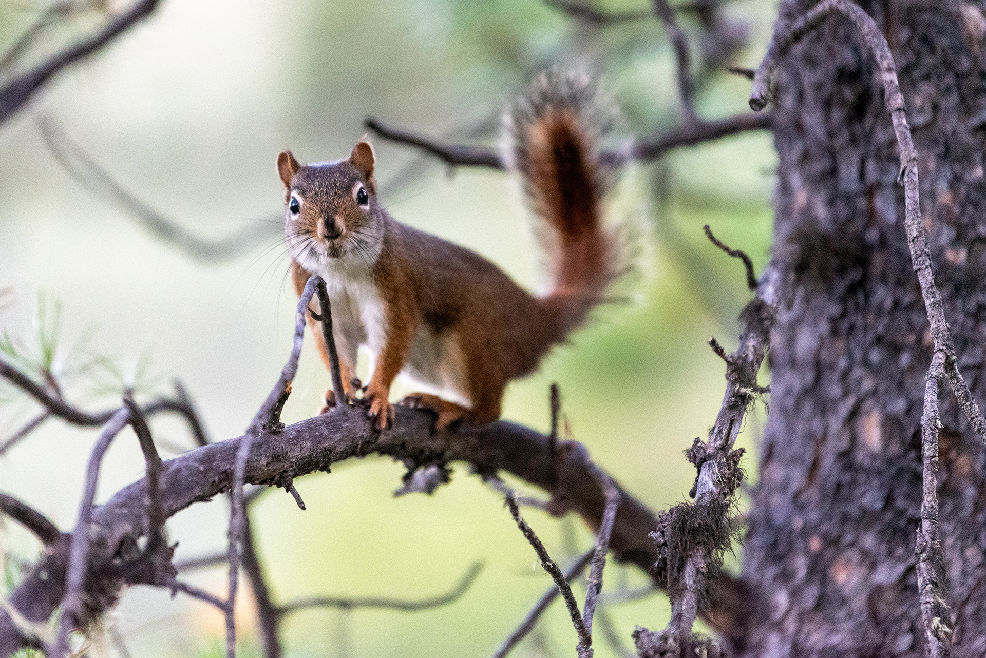 Squirrel