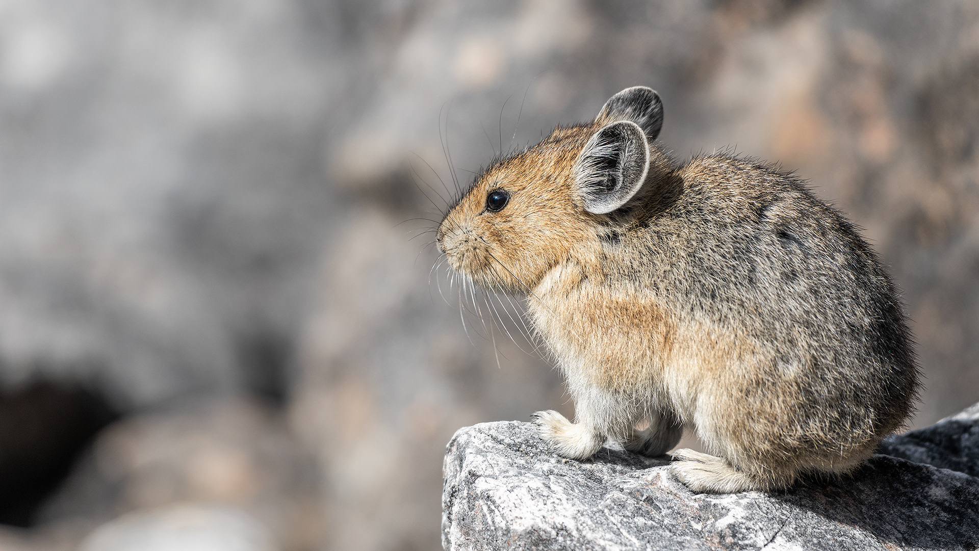 Pika, Stanley Glacier Trail, Kootenay National Park, British Columbia