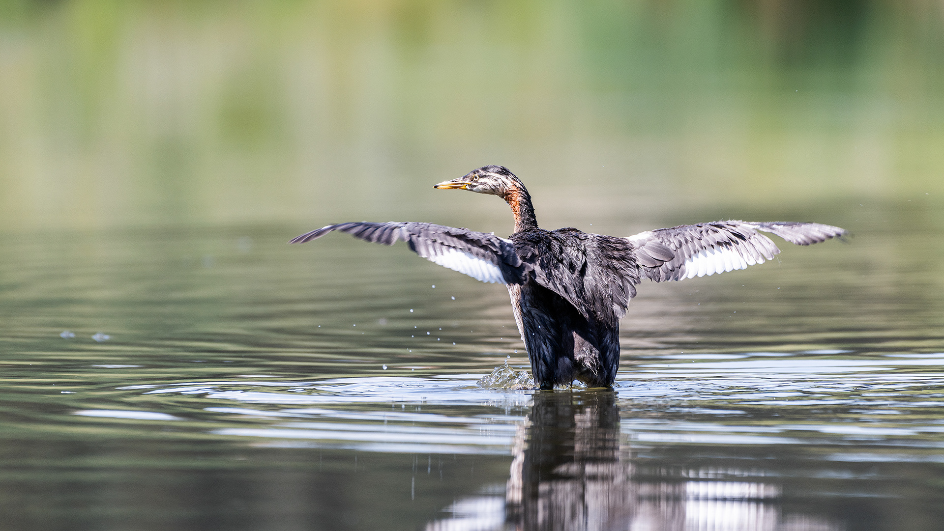 Red-necked Grebe (immature), Marshall Springs - Fish Creek Prov. Park, Calgary, AB