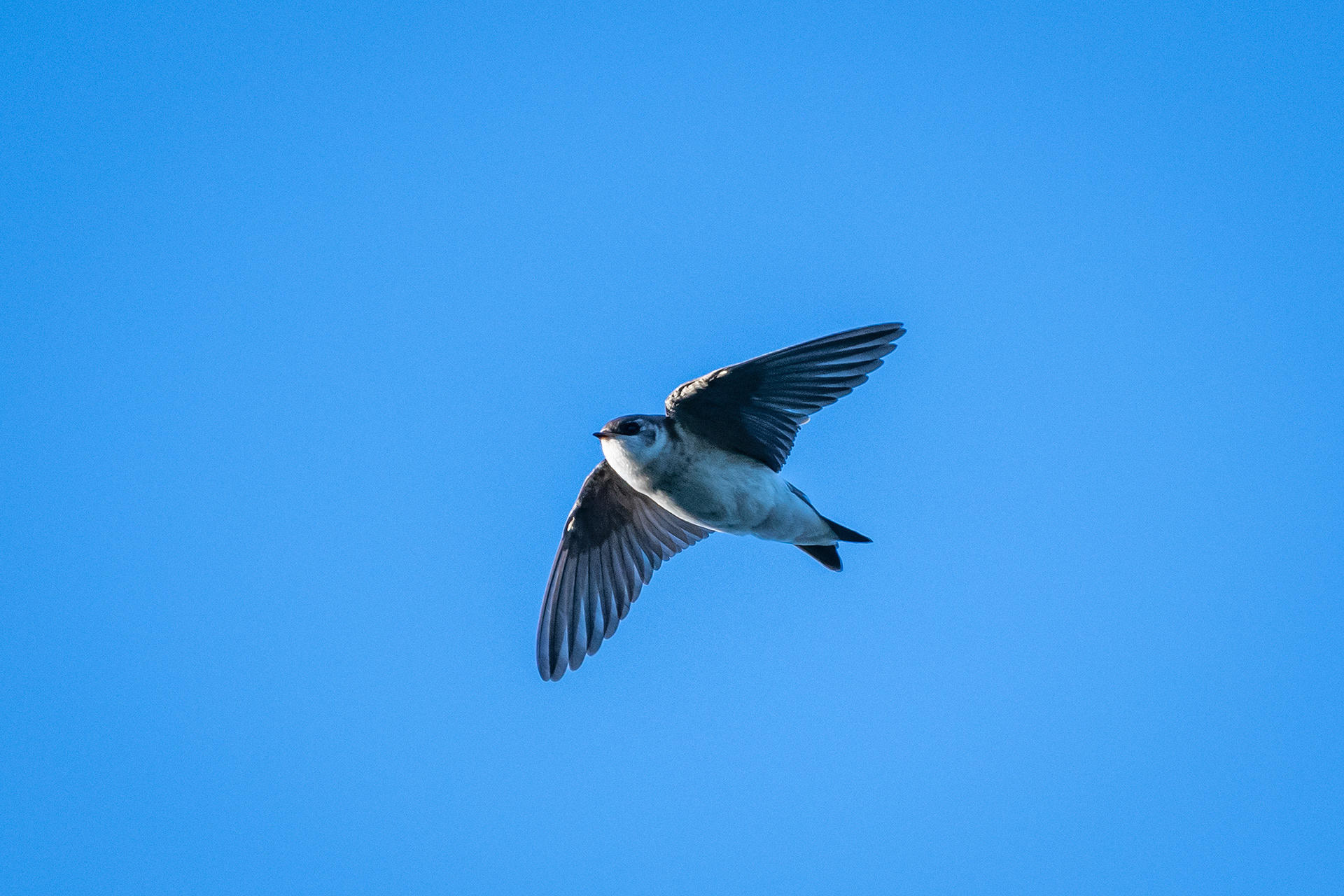Swallow (in flight), Marshall Springs, Fish Creek Provincial Park, Calgary, AB