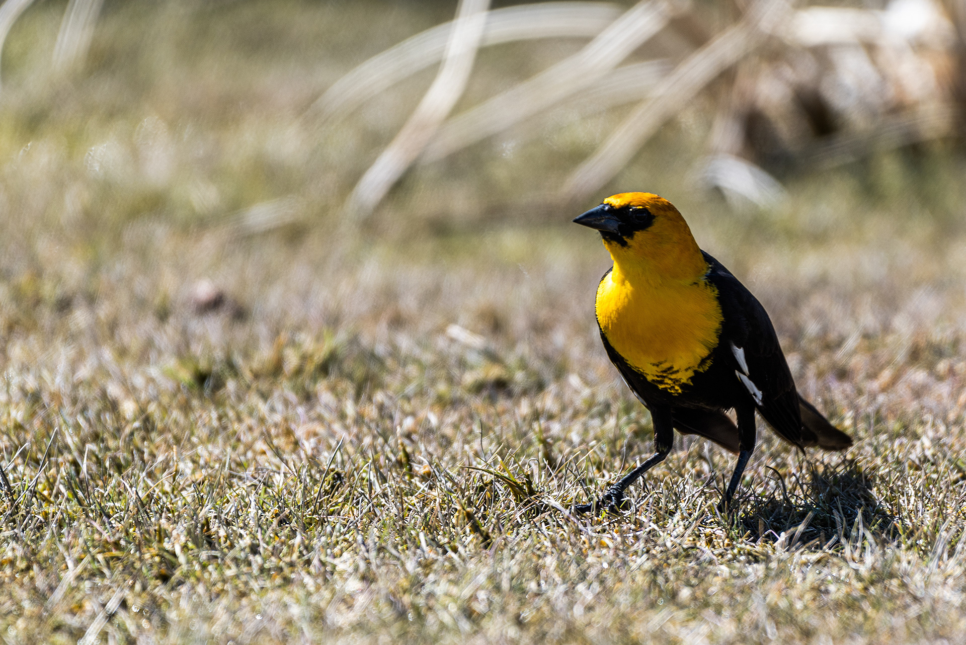 Yellow-headed Blackbird at Frank Lake, AB