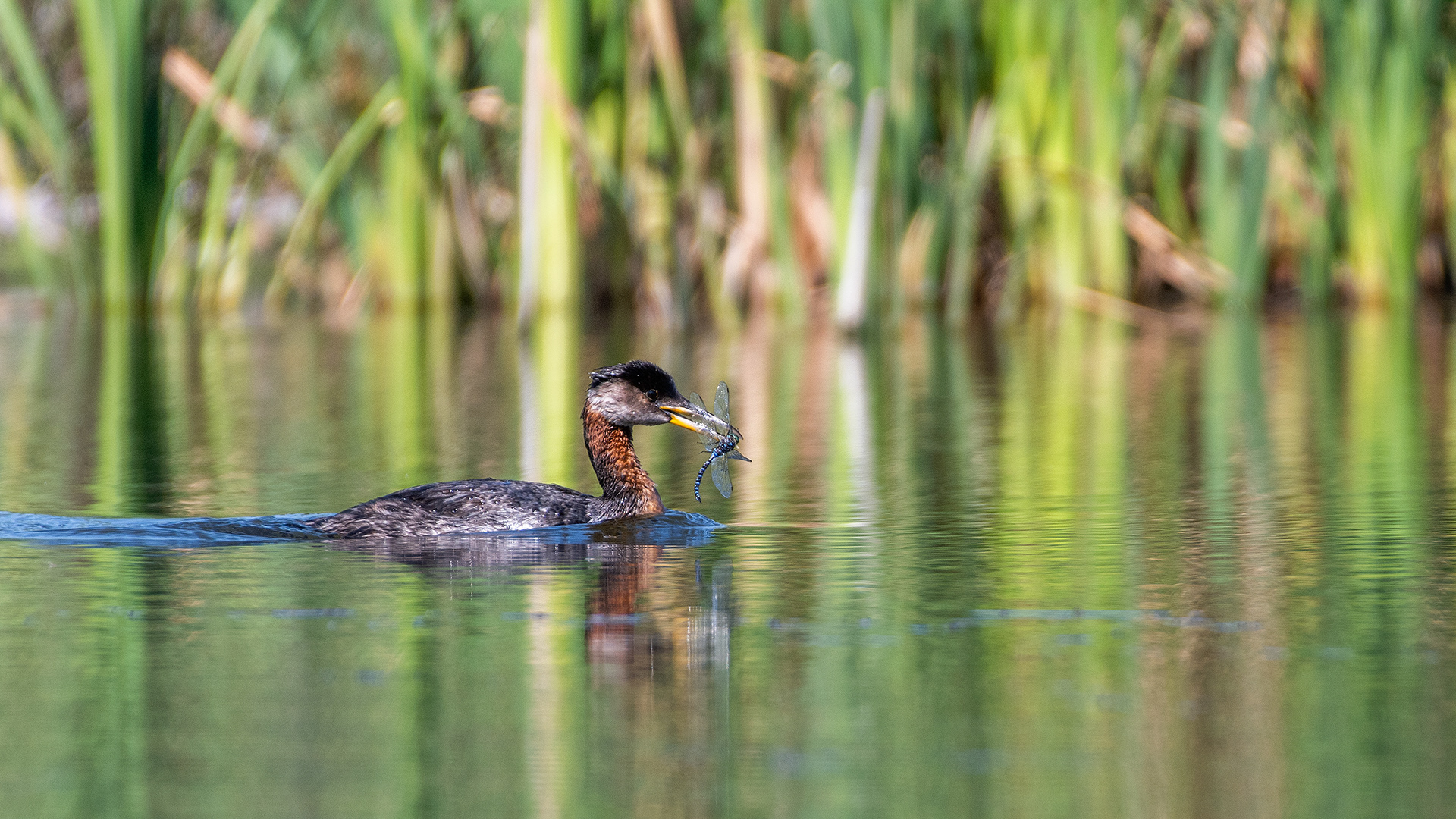 Red-necked Grebe (female), Marshall Springs - Fish Creek Prov. Park, Calgary, AB