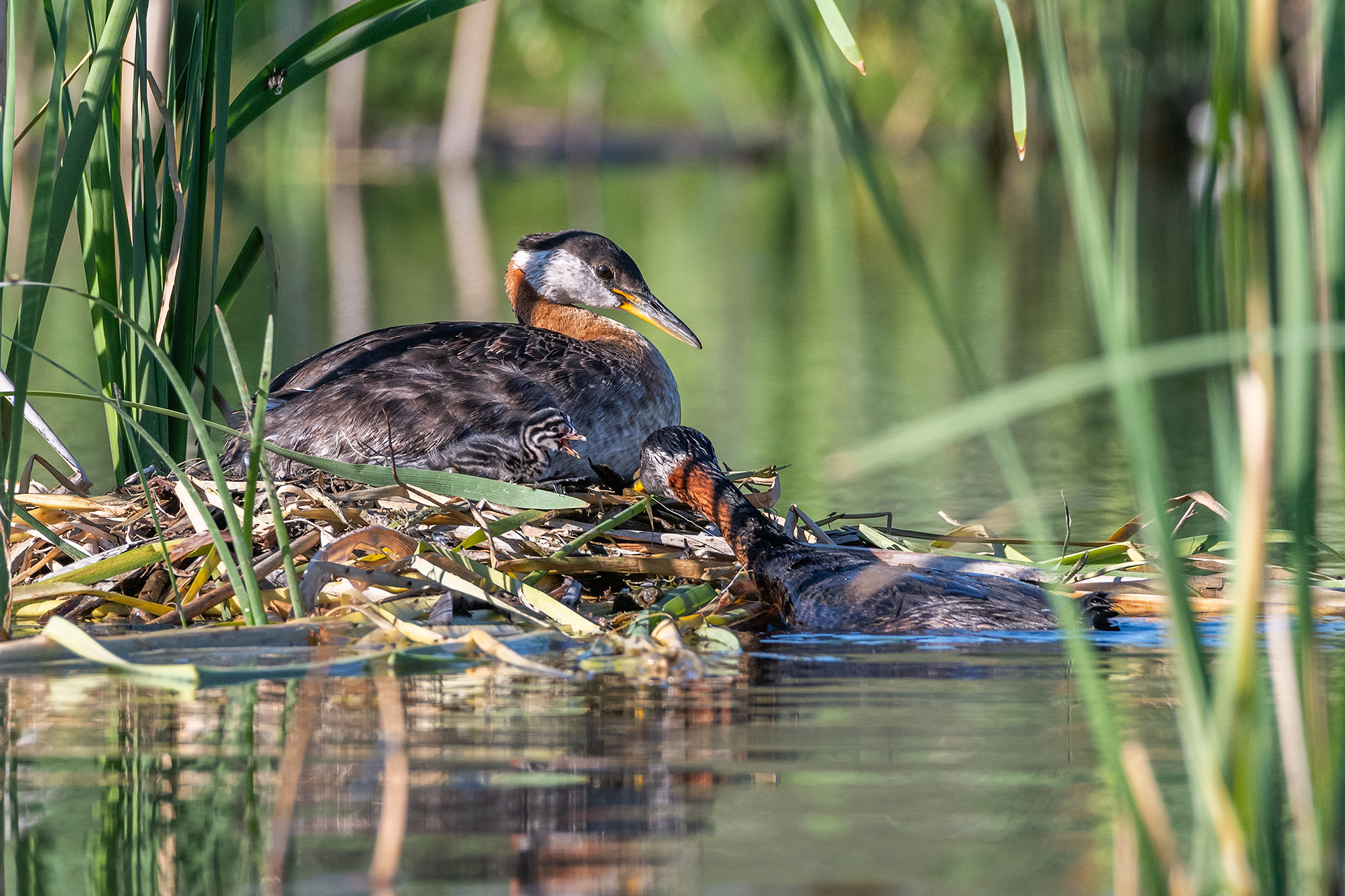 Red-necked Grebe pair at their nest with their one day old chick, Marshall Springs - Fish Creek Prov. Park, Calgary, AB