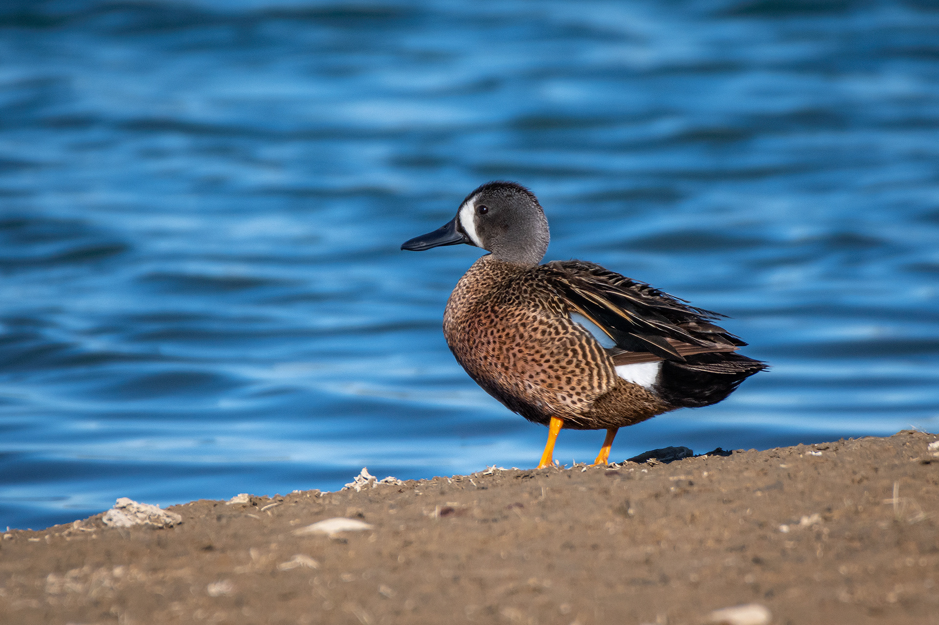 Blue-winged Teal, Glenmore Reservoir, North Glenmore Park, Calgary, AB