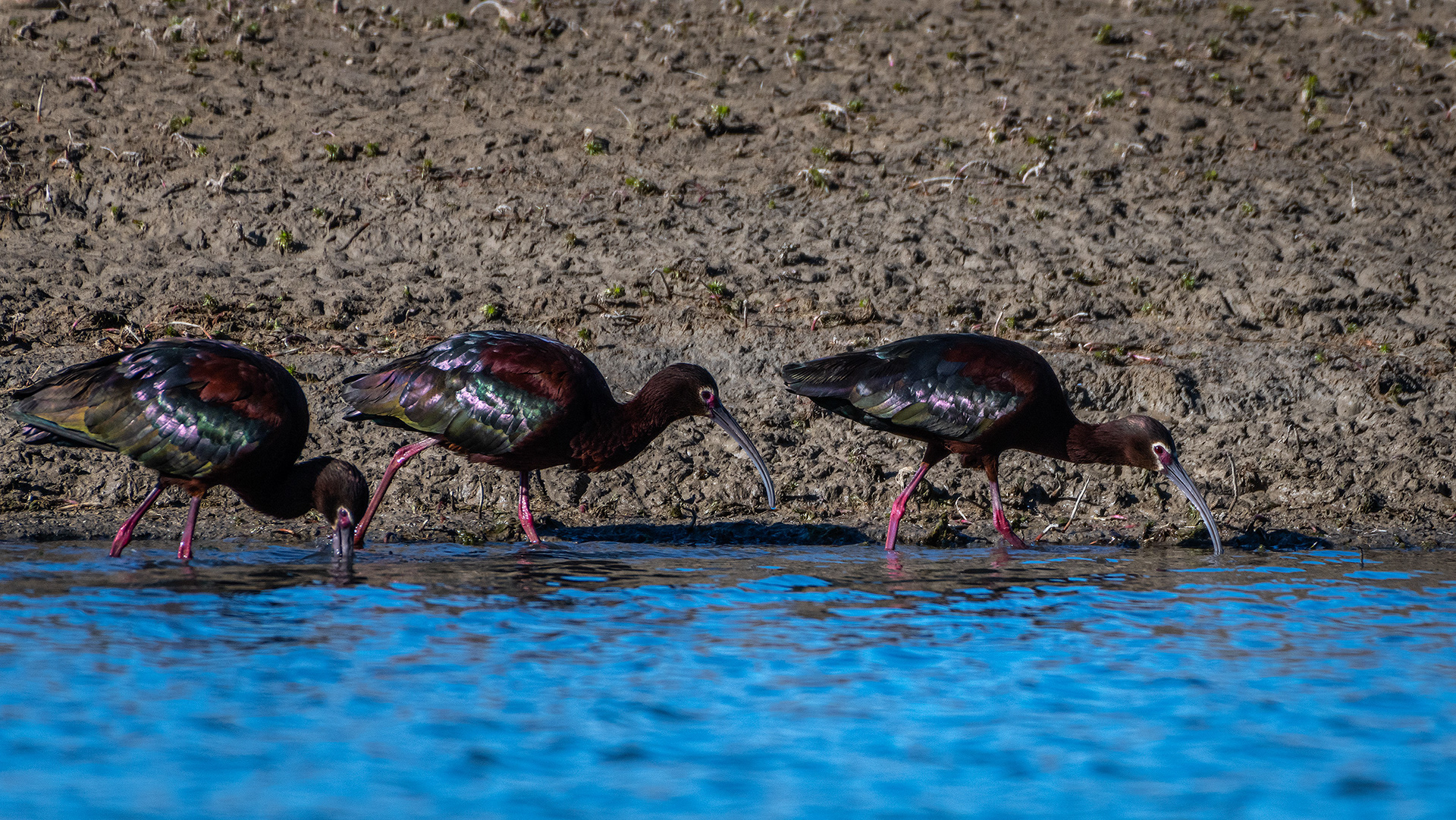 White-faced Ibises, Glenmore Reservoir, North Glenmore Park, Calgary, AB
