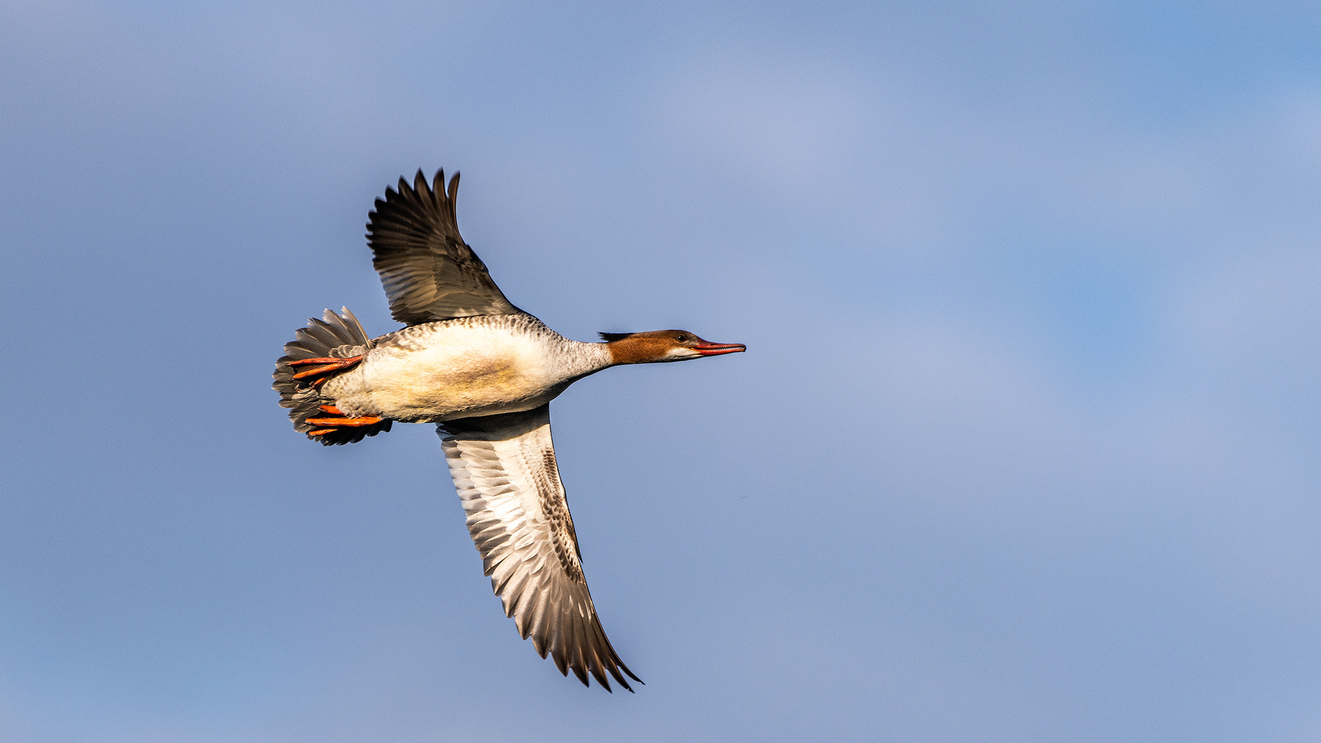 Common Merganser (female) in flight, Inglewood Bird Sanctuary & Nature Centre, Calgary, Alberta