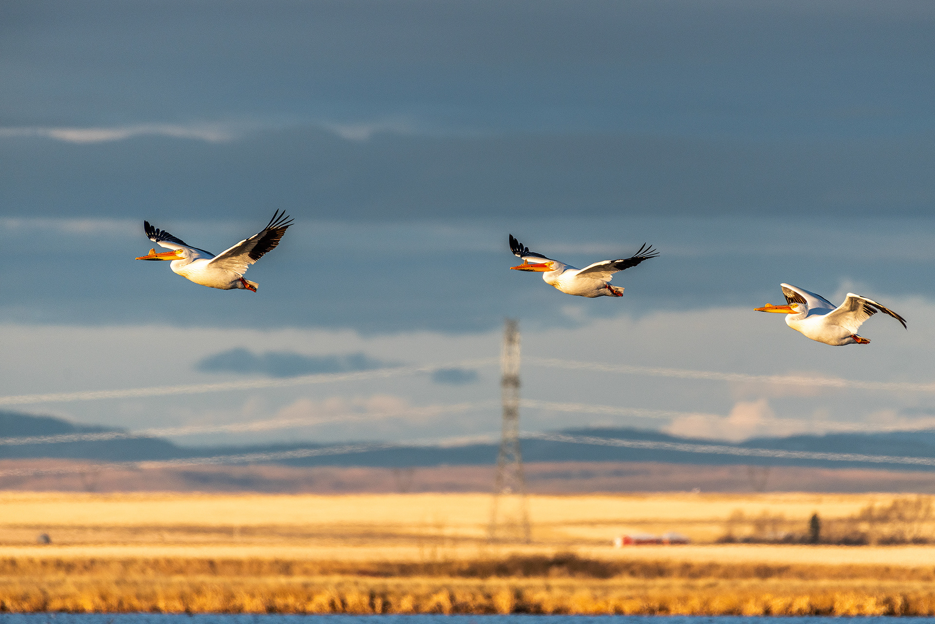 Pelicans in flight at Frank Lake, Alberta