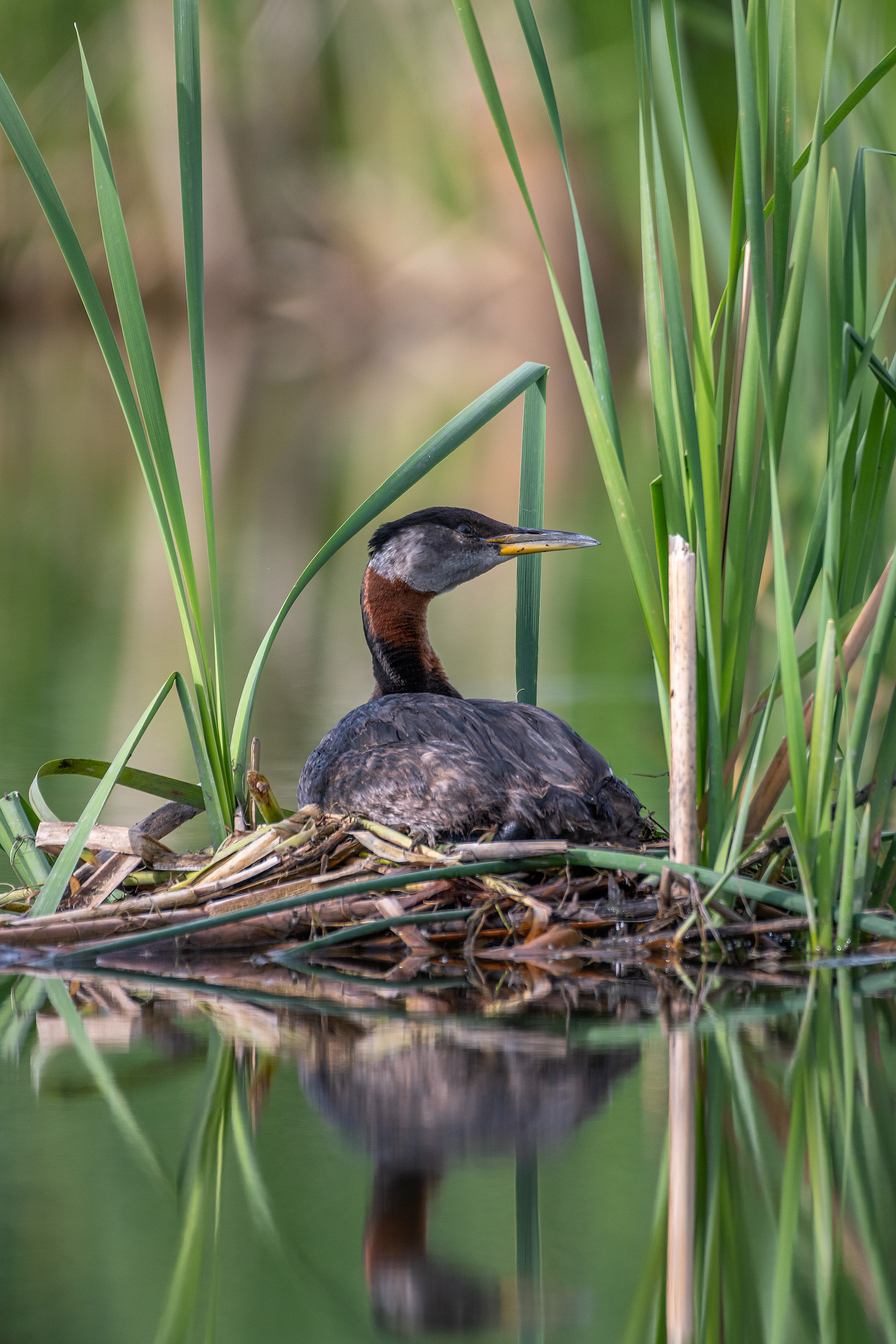 Red-necked Grebe, Marshall Springs ponds, Fish Creek Provincial Park, Calgary, AB