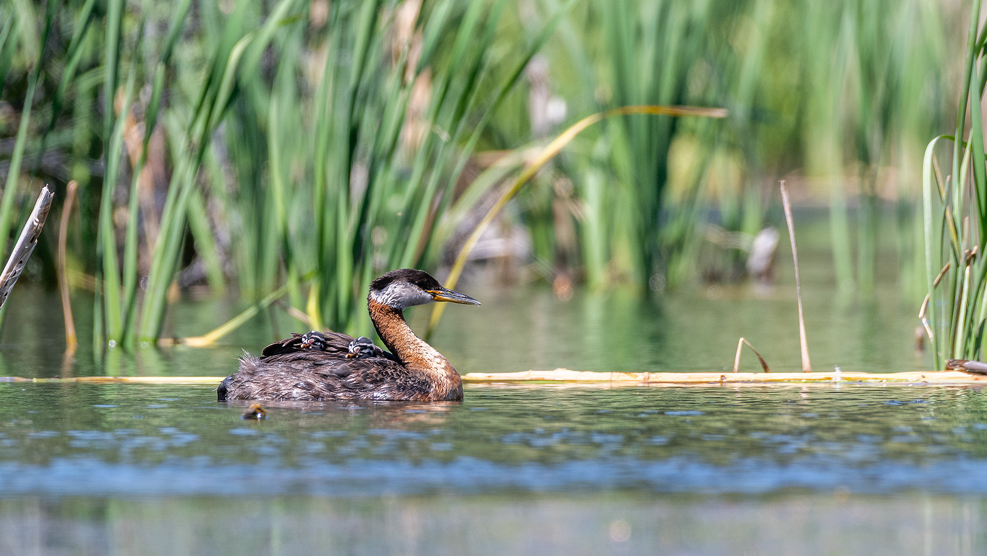 Red-necked Grebe (female) with the two chicks riding on her back, Marshall Springs - Fish Creek Prov. Park, Calgary, AB