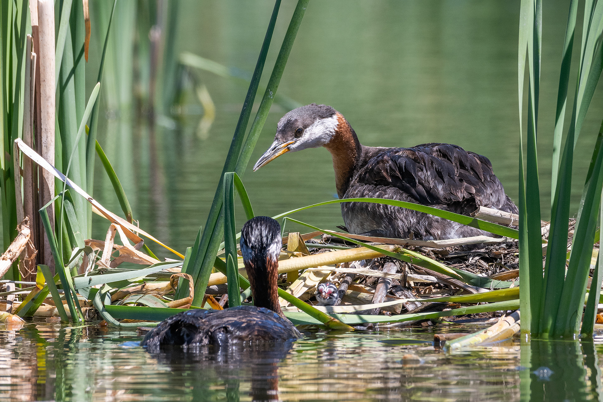 Red-necked Grebe pair at their nest with their newly hatched chick, Marshall Springs - Fish Creek Prov. Park, Calgary, AB