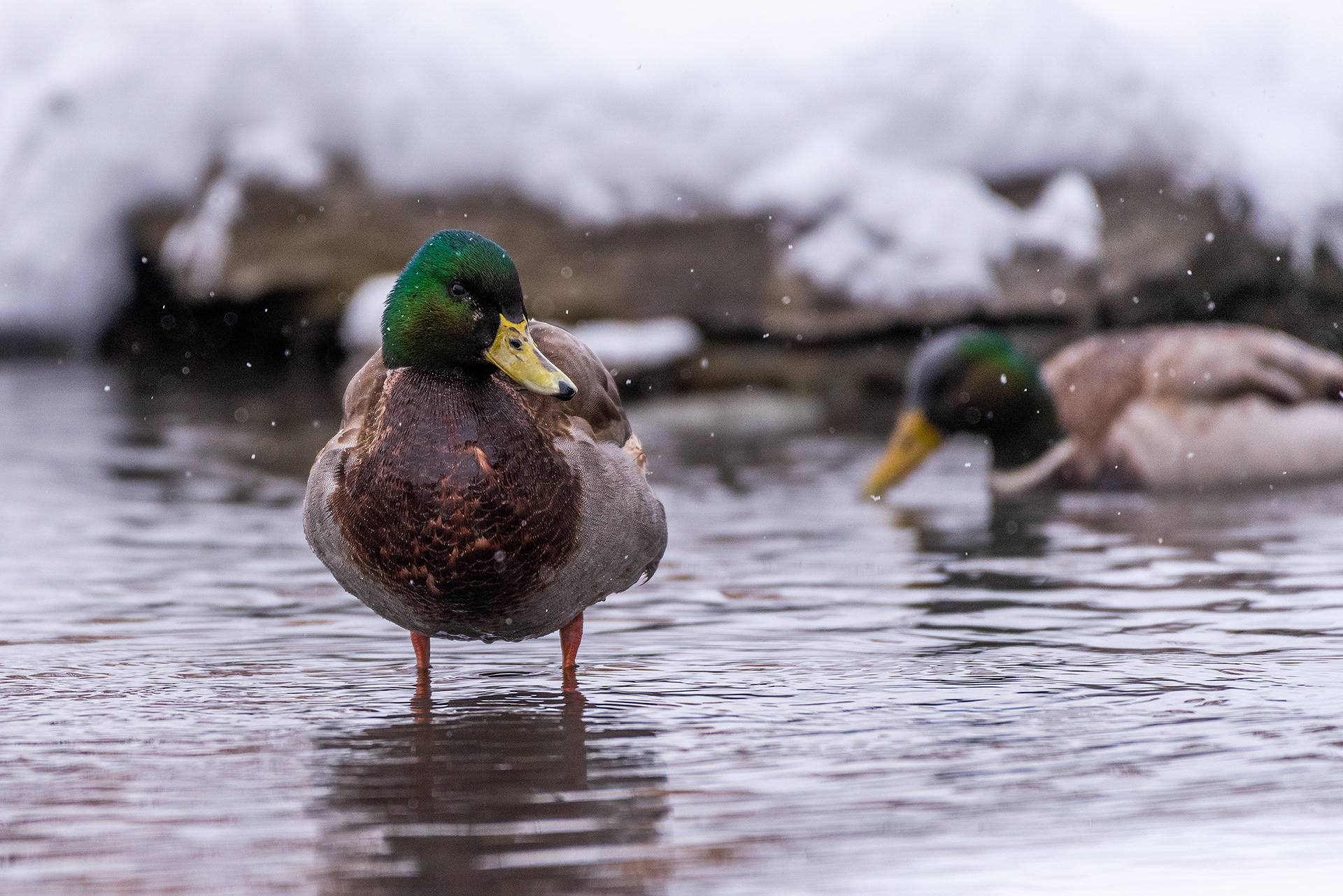 Mallards at the Marshall Springs area of Fish Creek Provincial Park