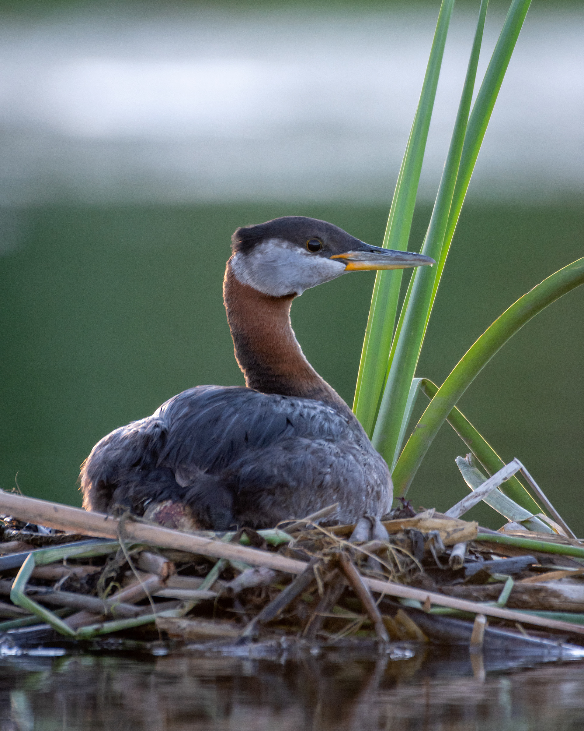 Red-necked Grebe, Marshall Springs ponds, Fish Creek Provincial Park, Calgary, AB