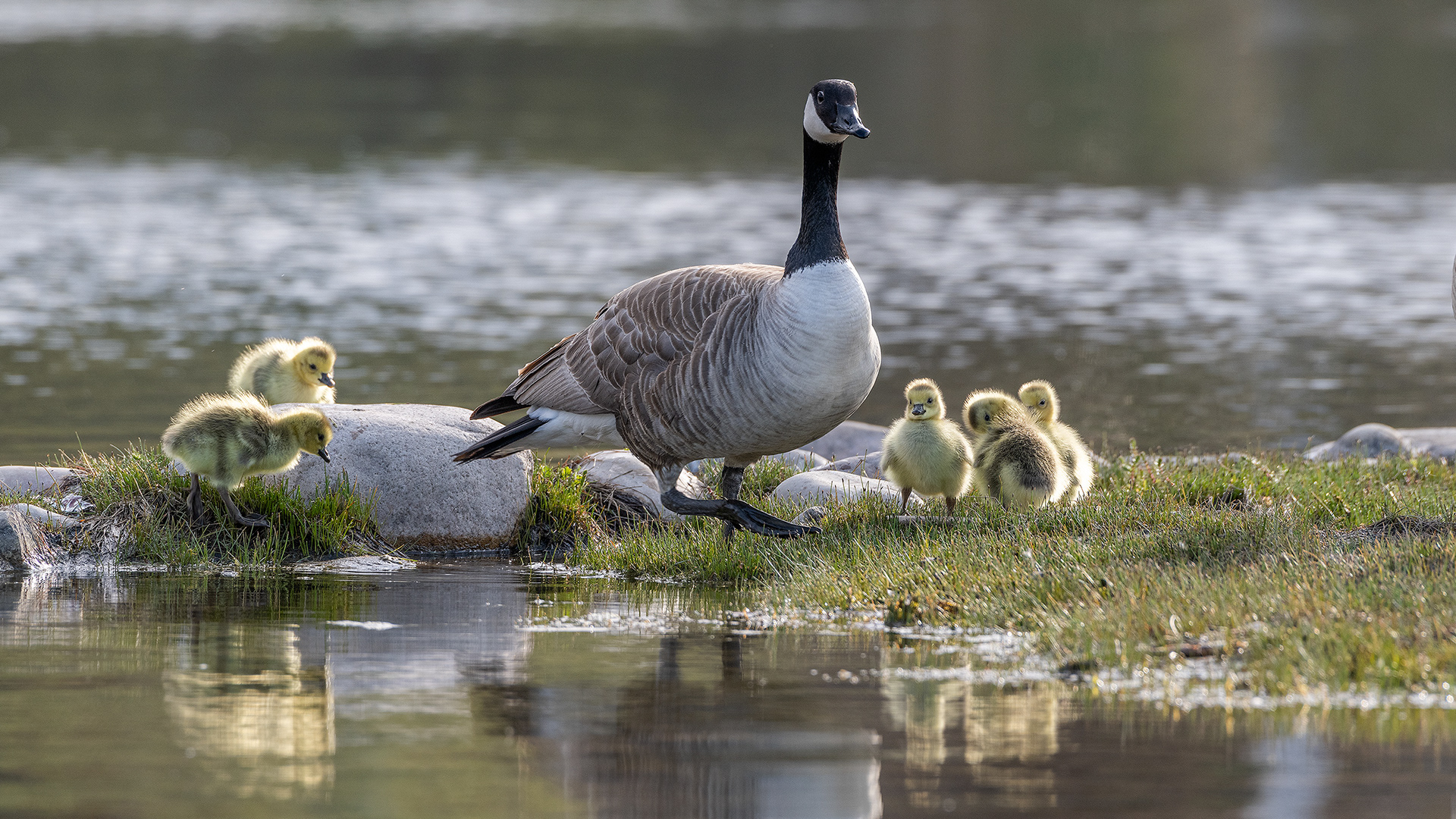 Canada Goose (female) with goslings at Bridlewood Wetlands Park, Calgary, Alberta