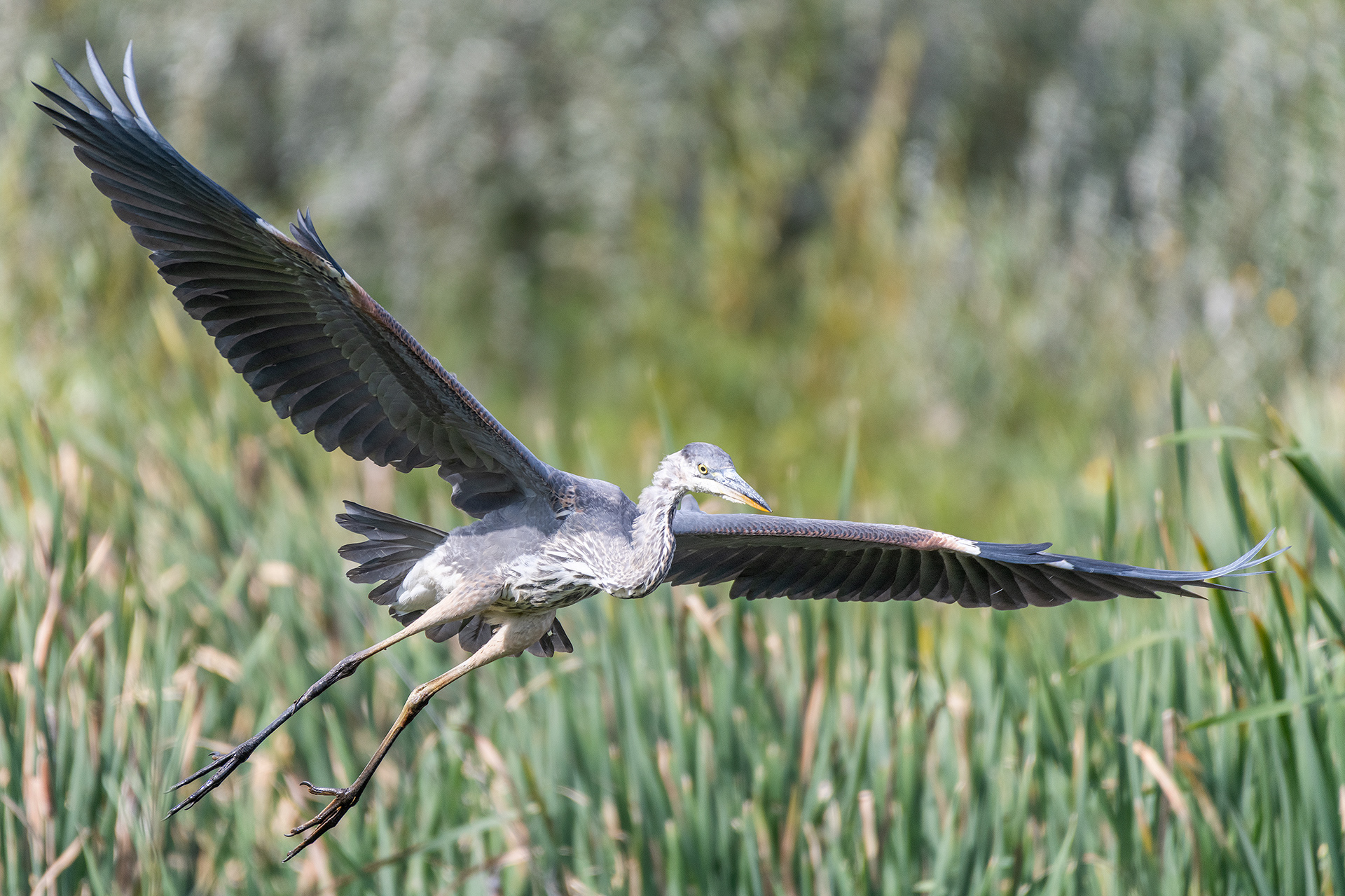 Great Blue Heron (in flight), Marshall Springs - Fish Creek Prov. Park, Calgary, AB