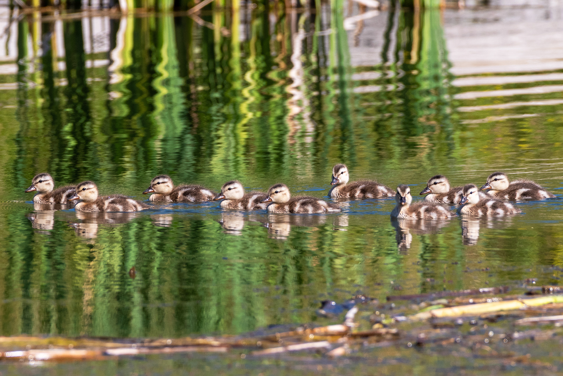 Mallard ducklings
