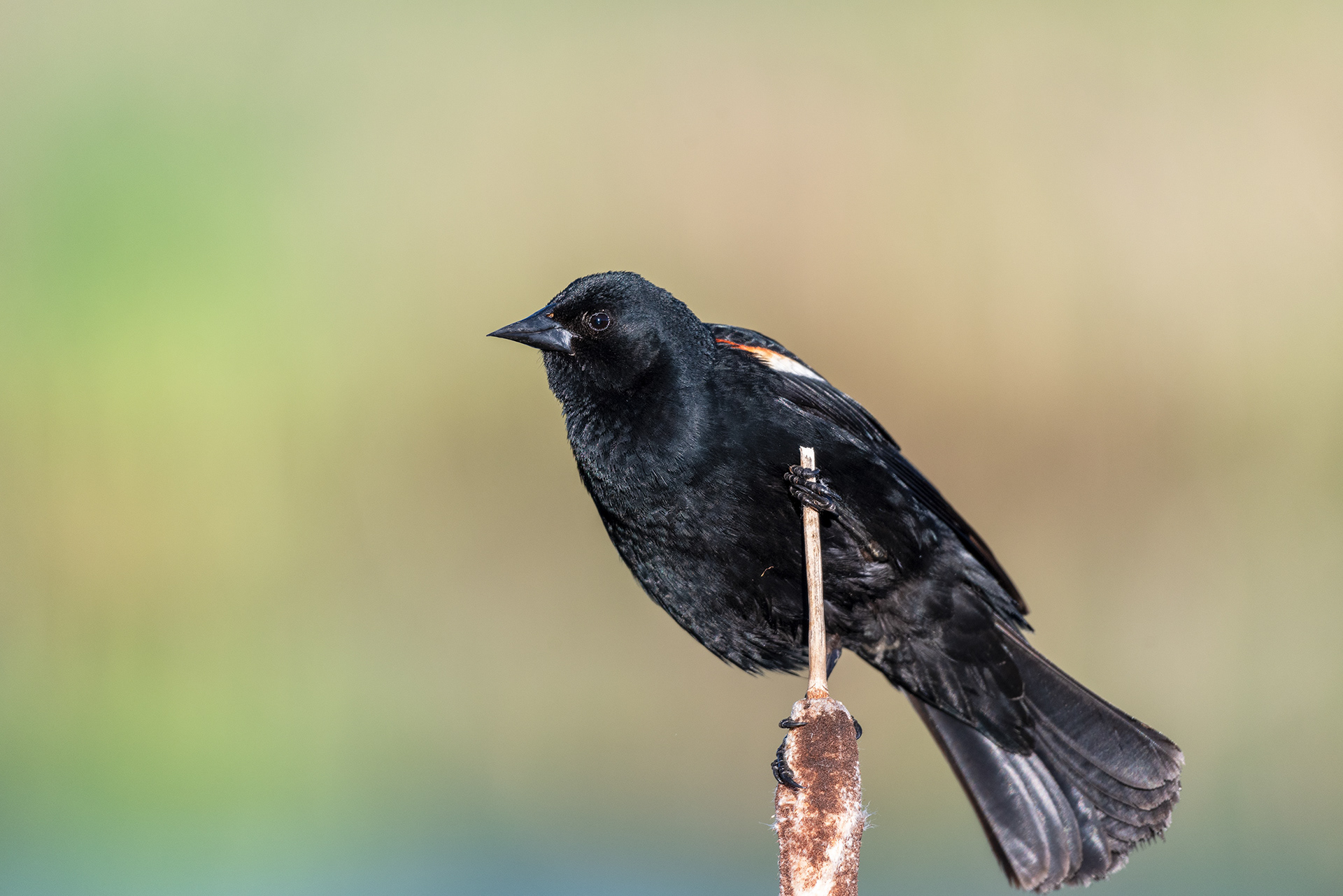 Red-winged blackbird (clinging, side view)