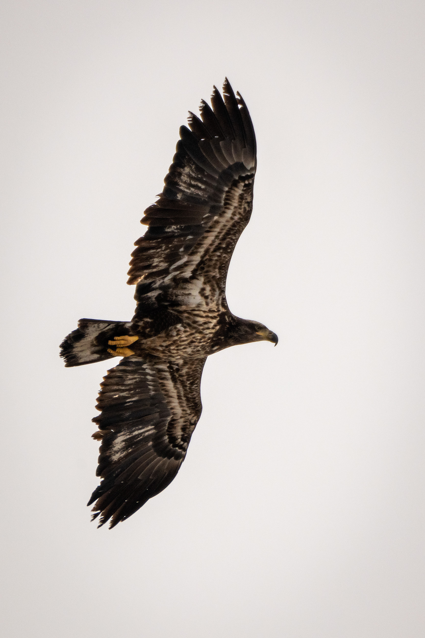 Bald Eagle (immature) in flight - Southview Off Leash Dog Park, Calgary, AB