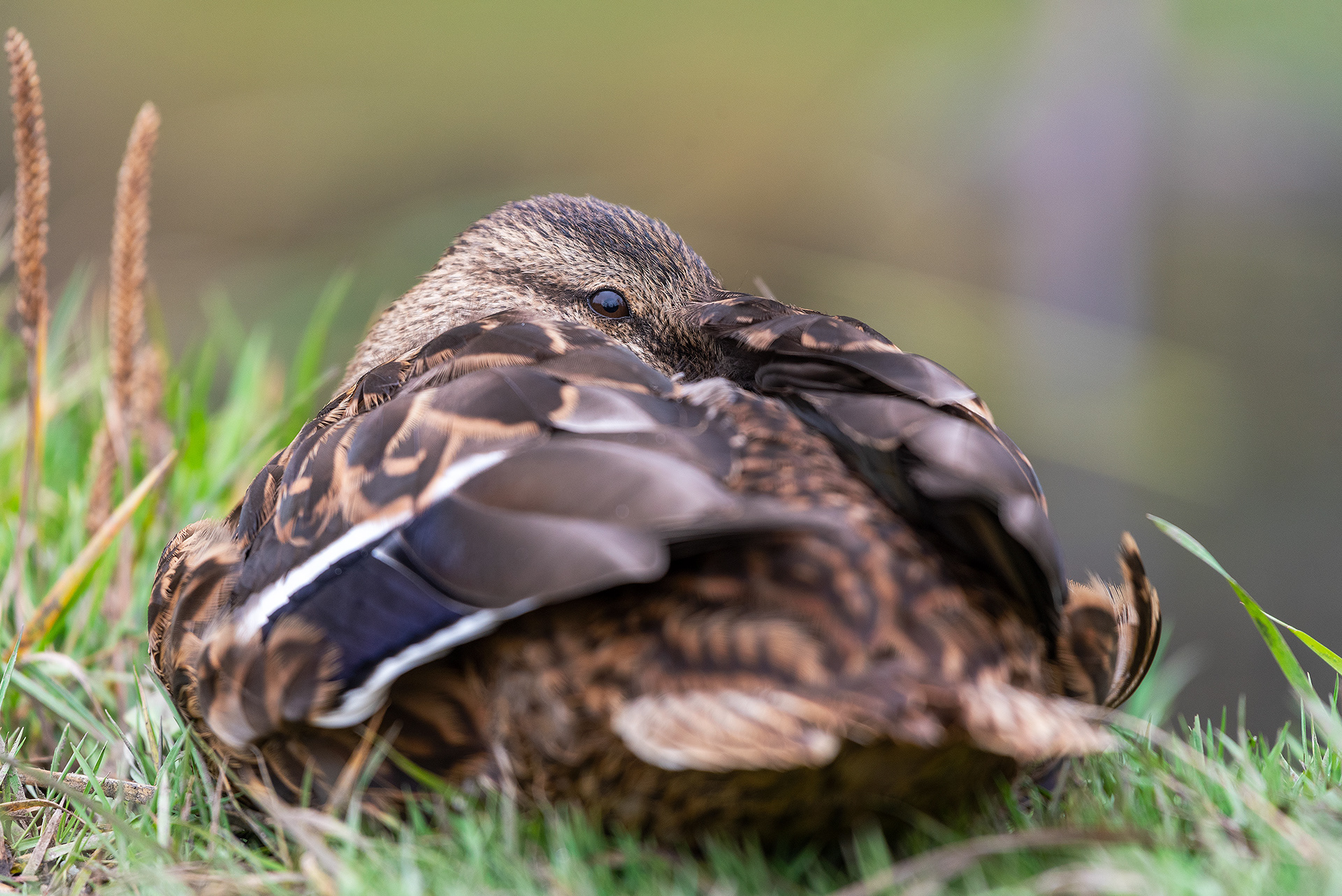 Mallard (female) at rest in Fish Creek Provincial Park
