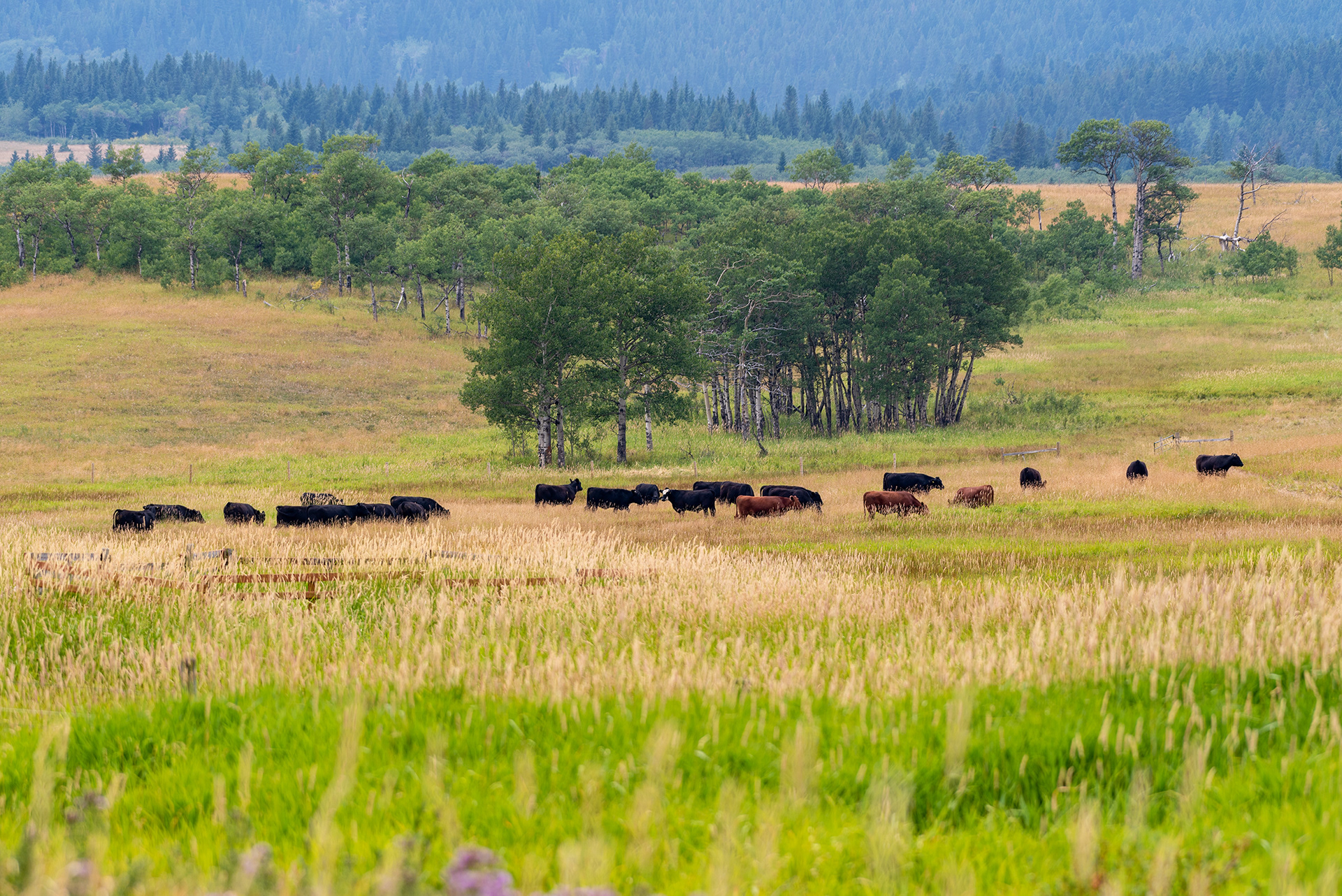 Angus cattle