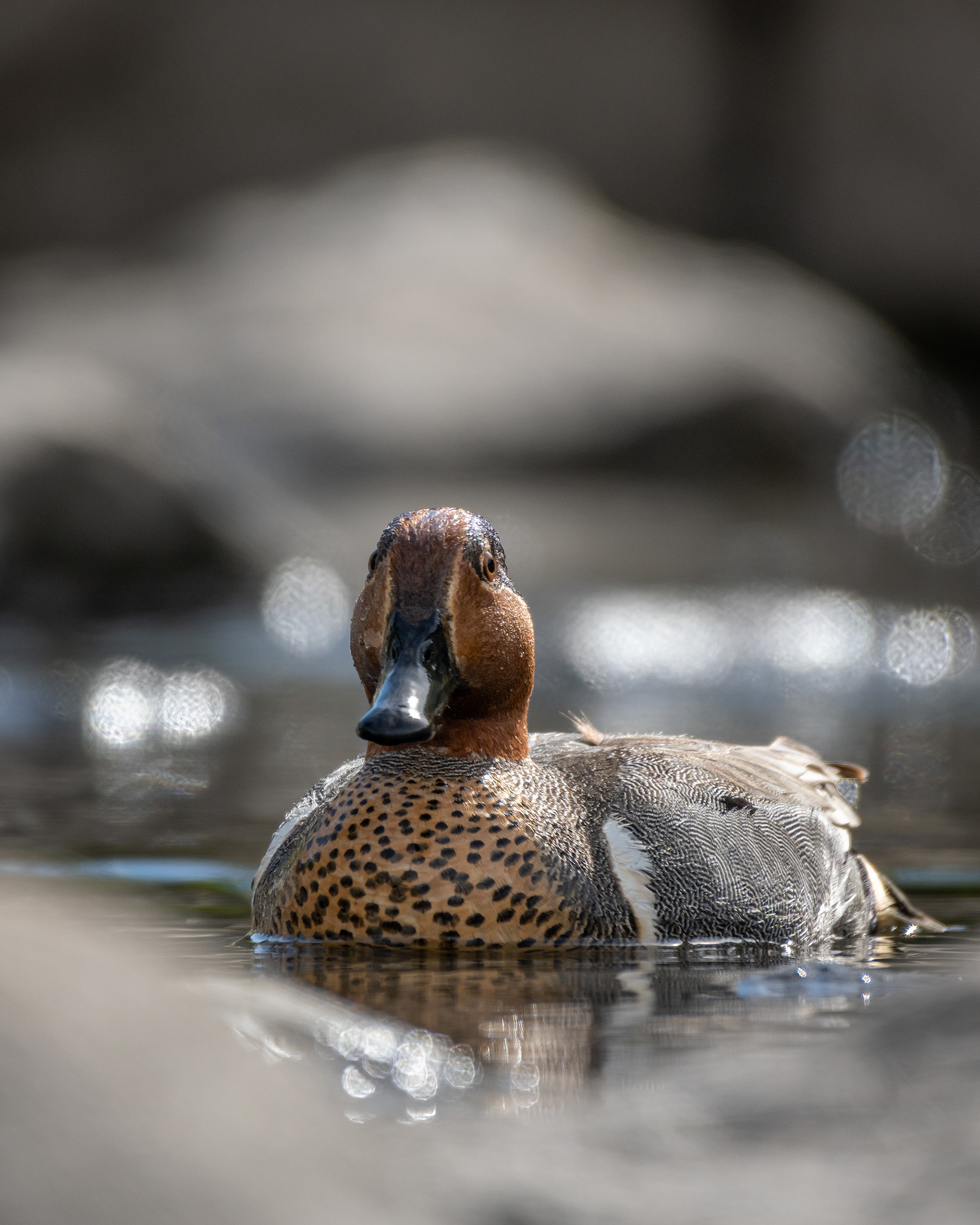 Green-winged Teal (male), Marshall Springs, Fish Creek Provincial Park, Calgary, AB