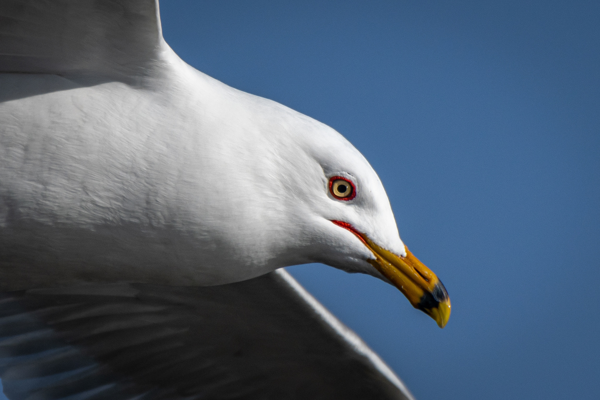 Ring-billed Gull (in flight) close-up, near the Harvie Passage of the Bow River, Pearce Estate Park, Calgary, AB