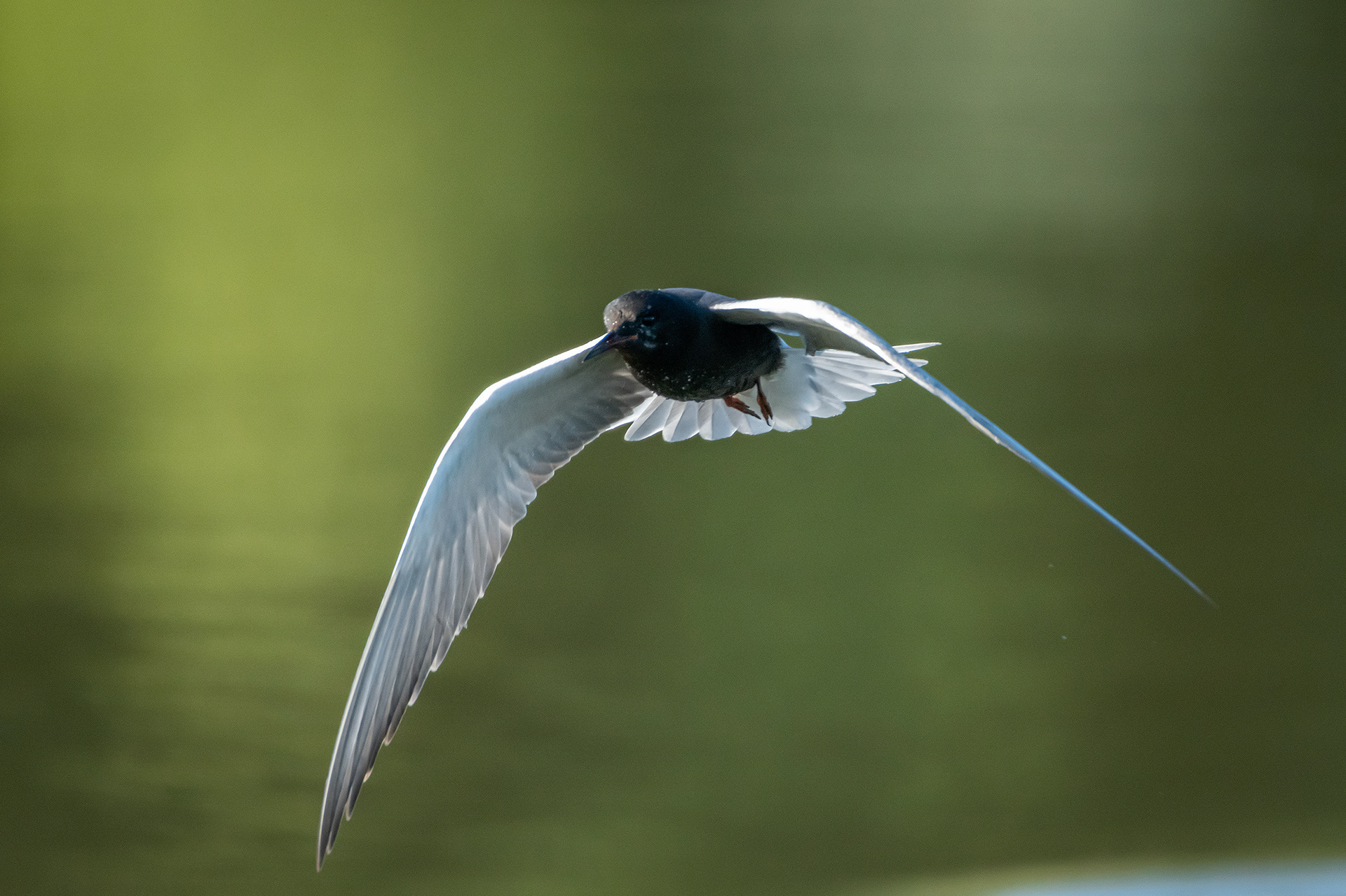Black Tern (in flight), Marshall Springs ponds, Fish Creek Provincial Park, Calgary, AB