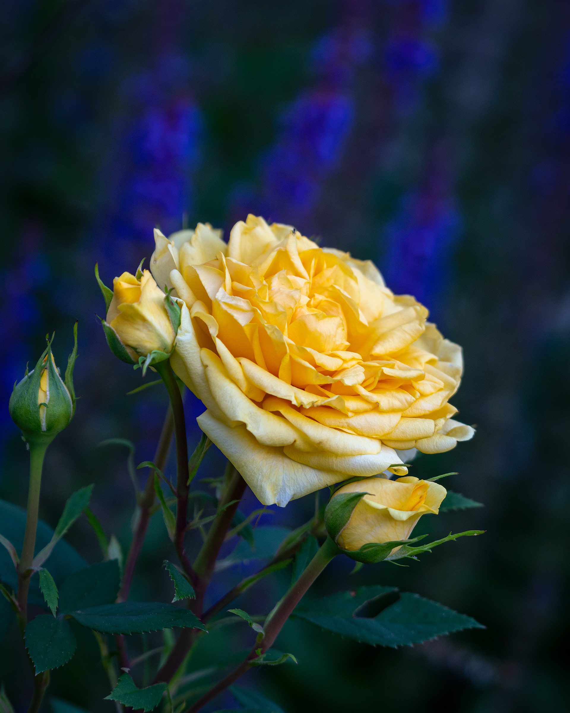 Flower, Fairview, Calgary, AB