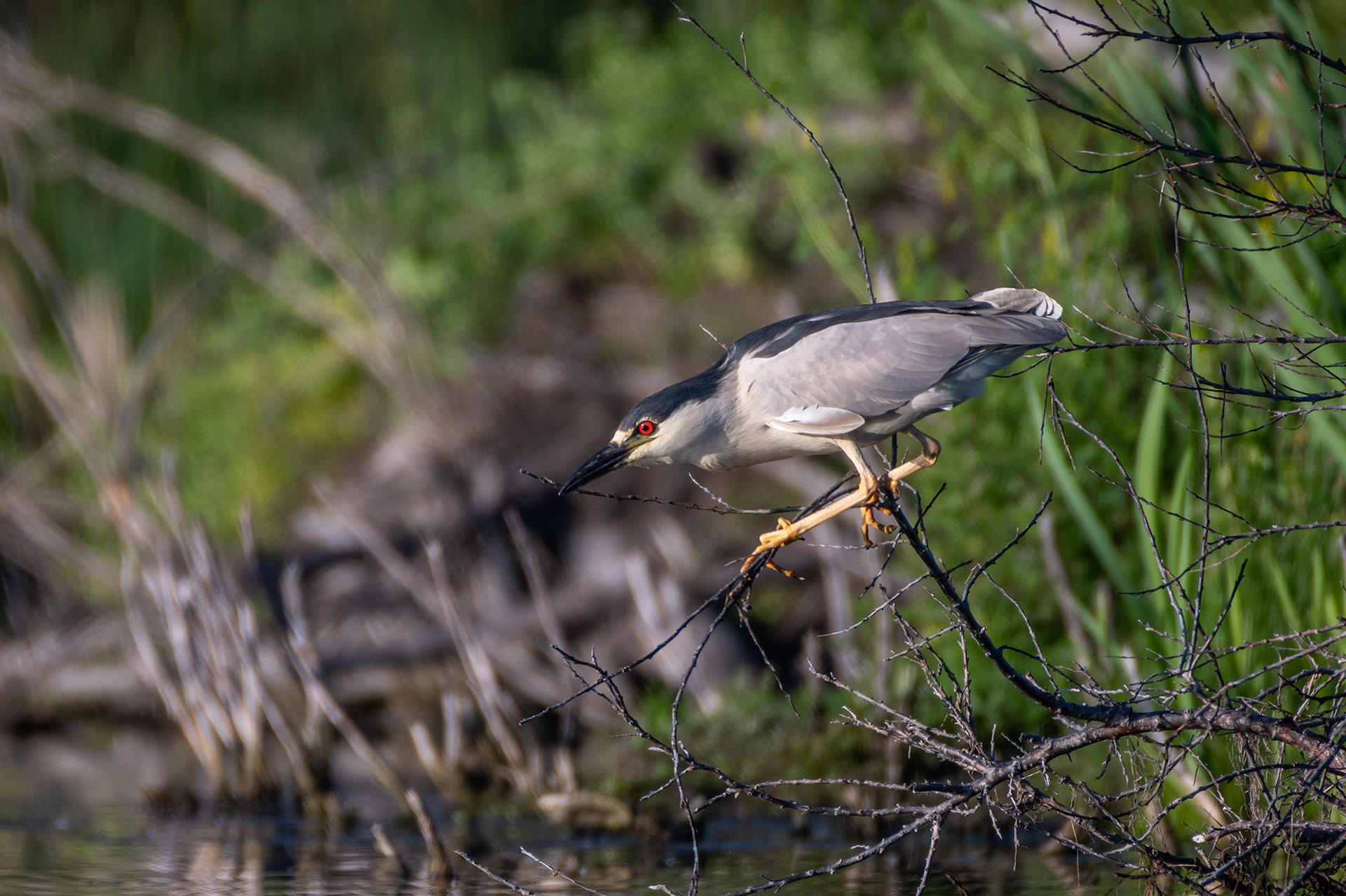 Black-crowned Night-Heron, Marshall Springs ponds, Fish Creek Provincial Park, Calgary, AB