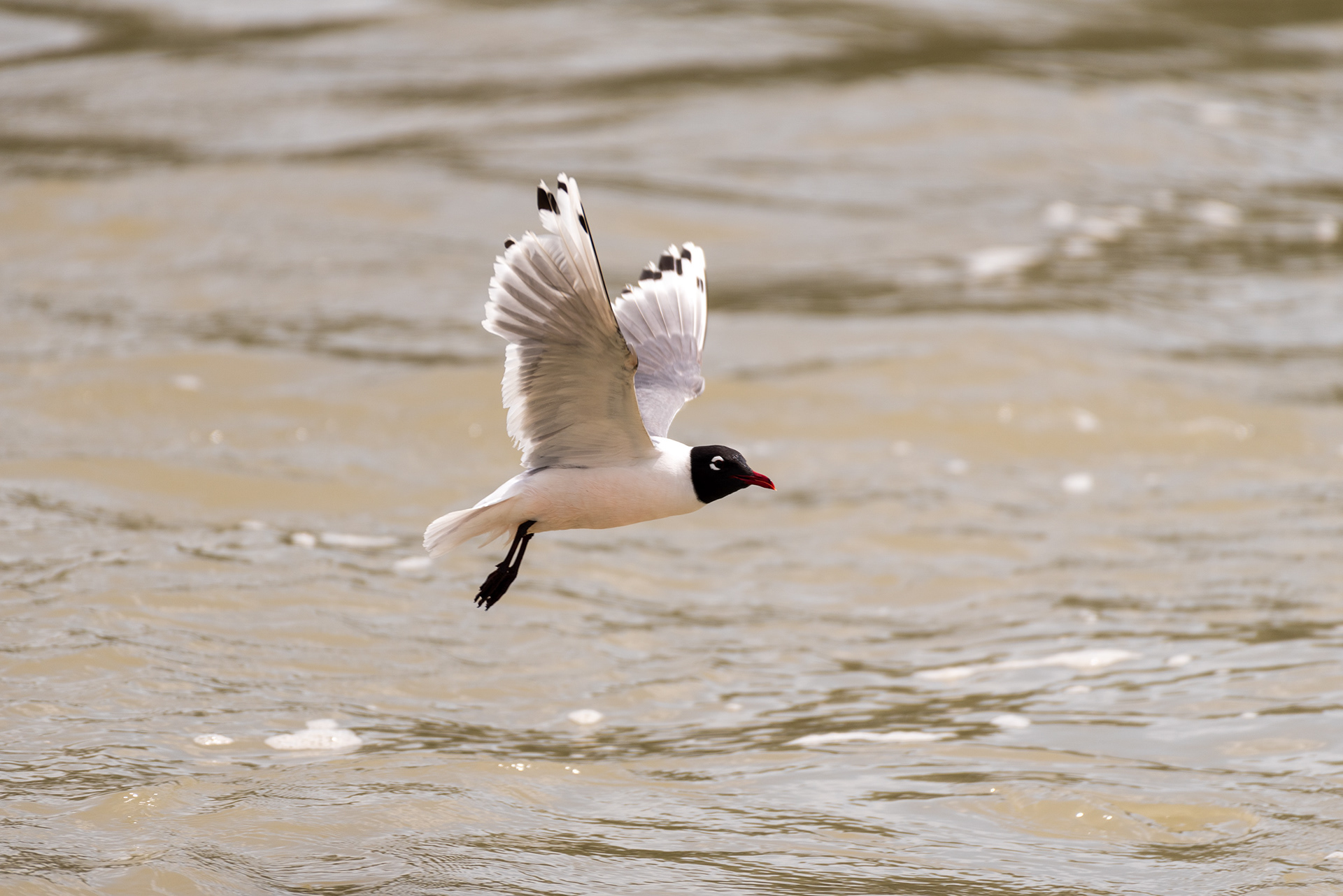 Franklin’s Gull, Fish Creek Wastewater Treatment Plant, Fish Creek Provincial Park, Bow River, Calgary, Alberta