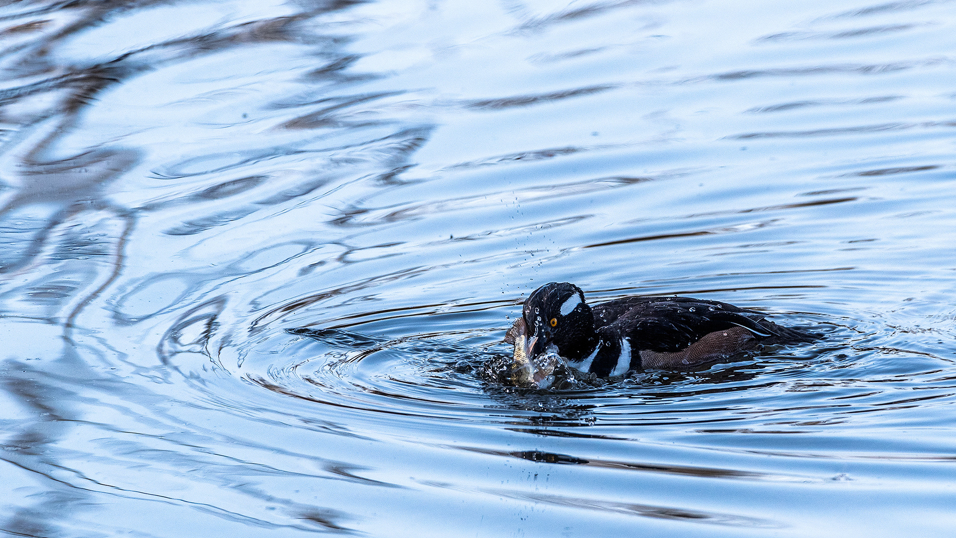 Hooded Merganser (male) at the Inglewood Bird Sanctuary & Nature Centre, Calgary, Alberta