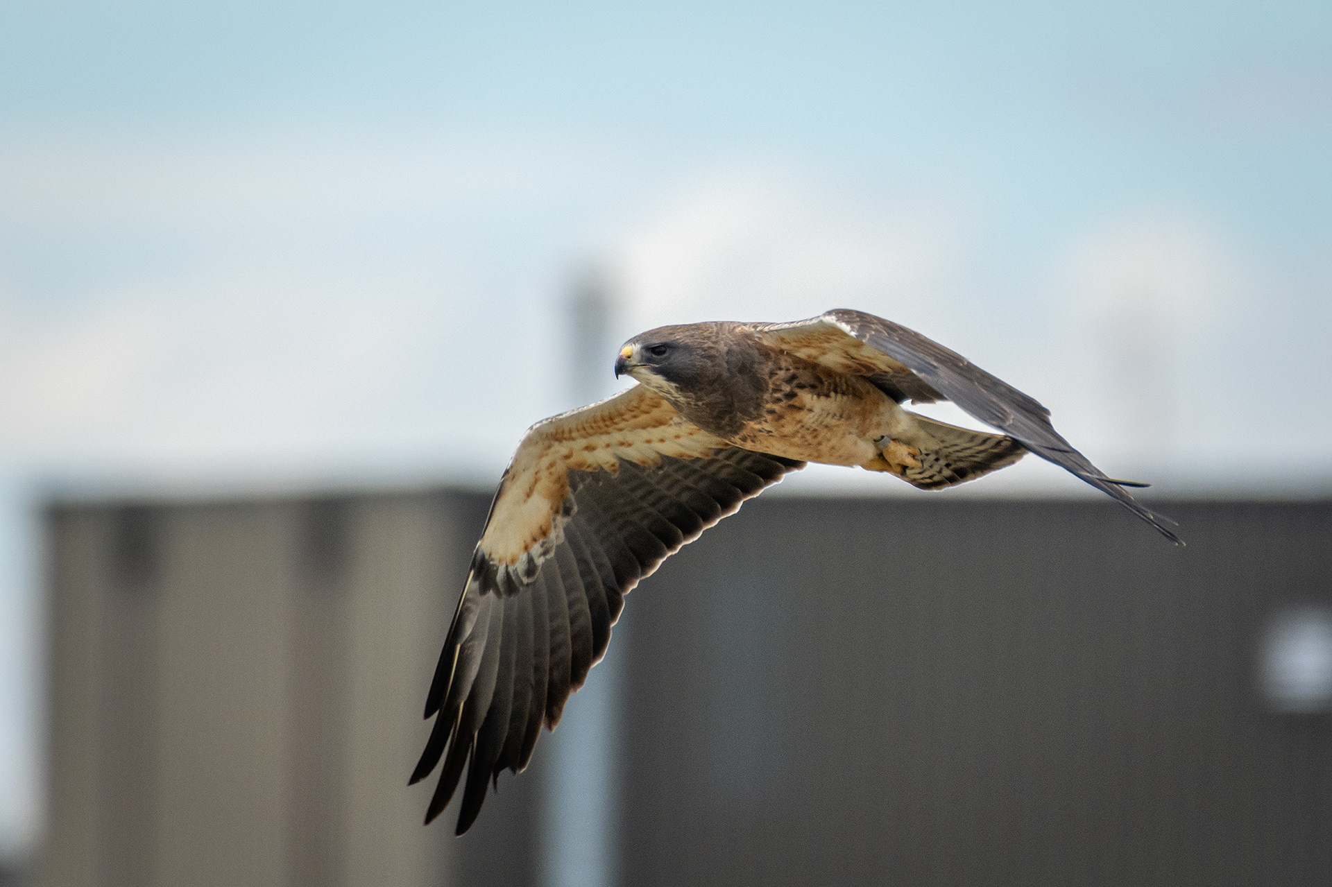 Hawk (in flight), near Tom Campbell's Hill Natural Park, Calgary, AB
