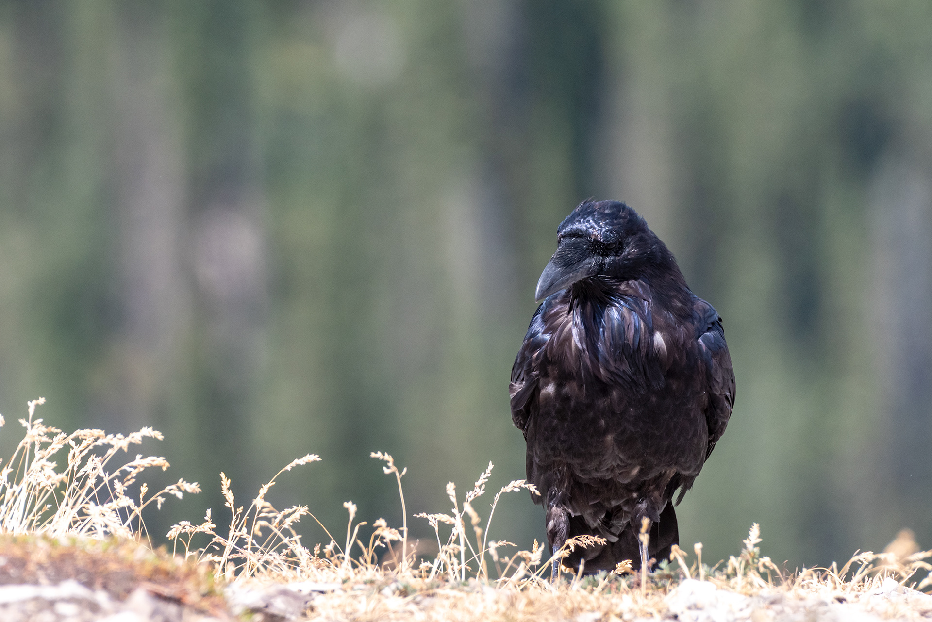 Common Raven bird at Prairie Mountain