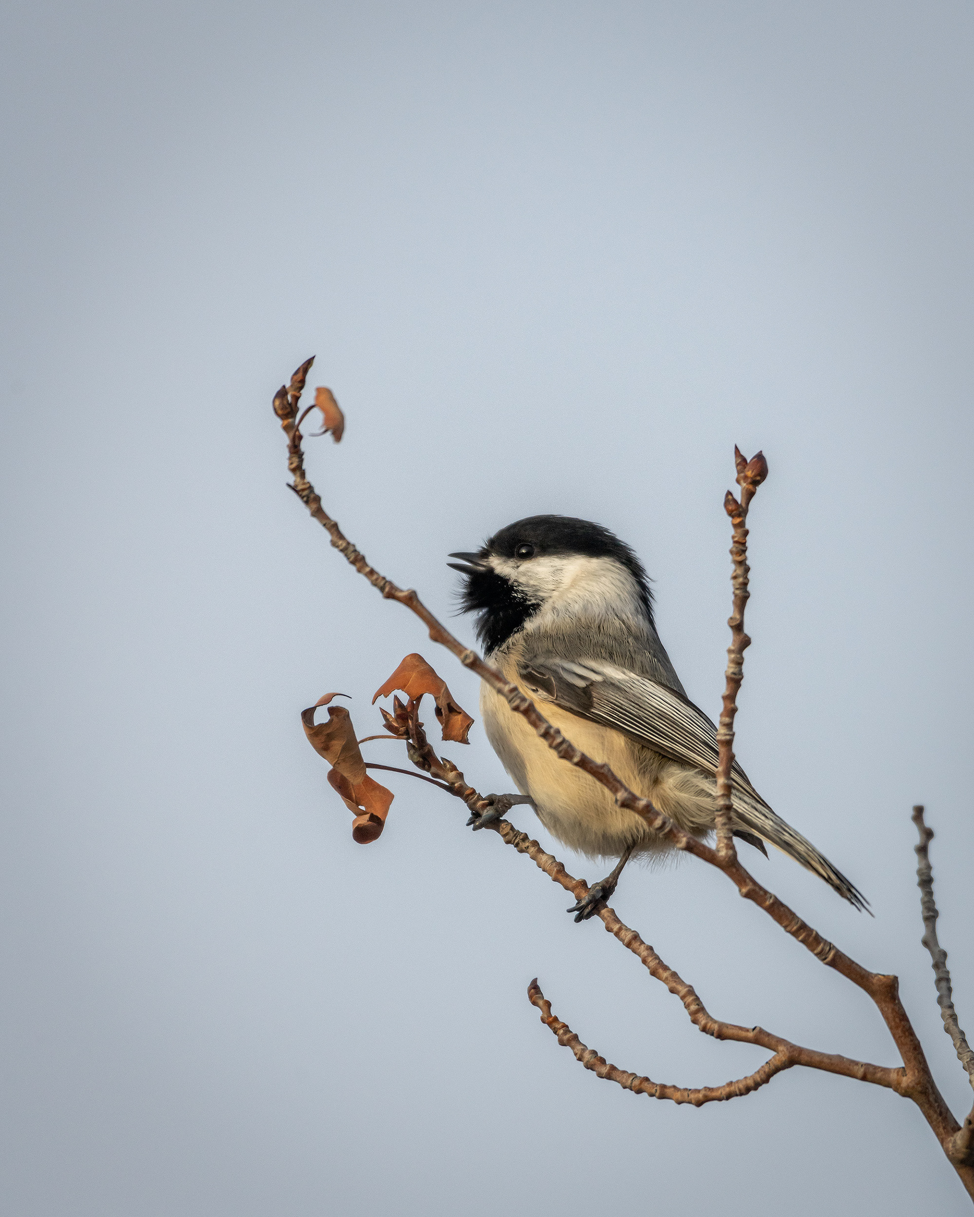 Black-capped Chickadee, Edworthy Park, Calgary, AB