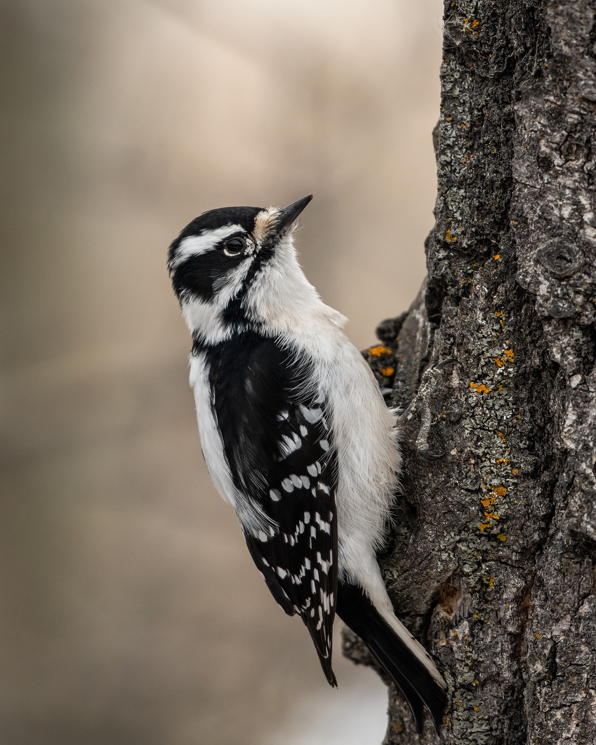 Downy Woodpecker (female), near the Marshall Springs area of Fish Creek Provincial Park, Calgary, AB