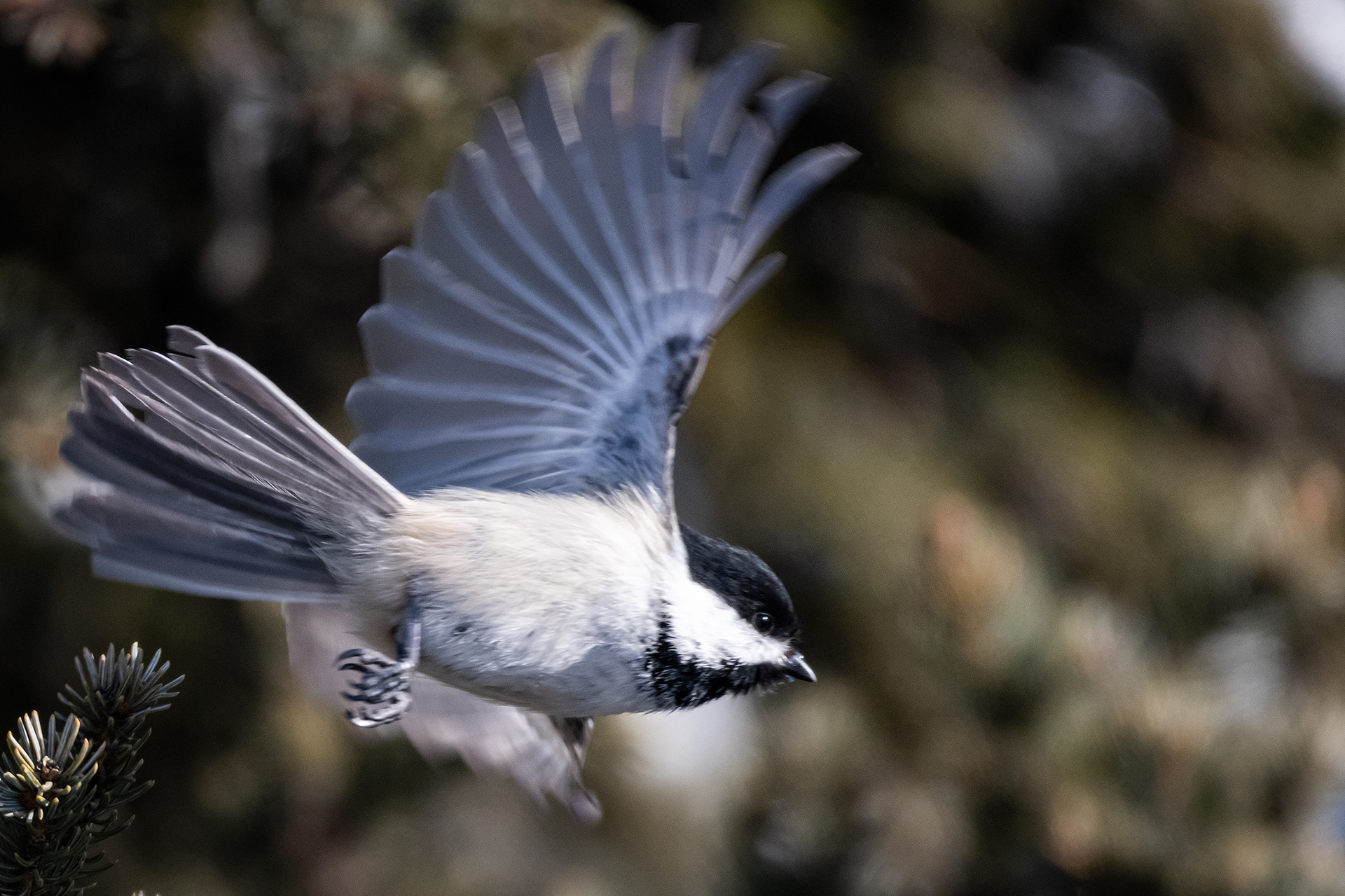 Black-capped Chickadee in flight, near the Marshall Springs area of Fish Creek Provincial Park, Calgary, AB