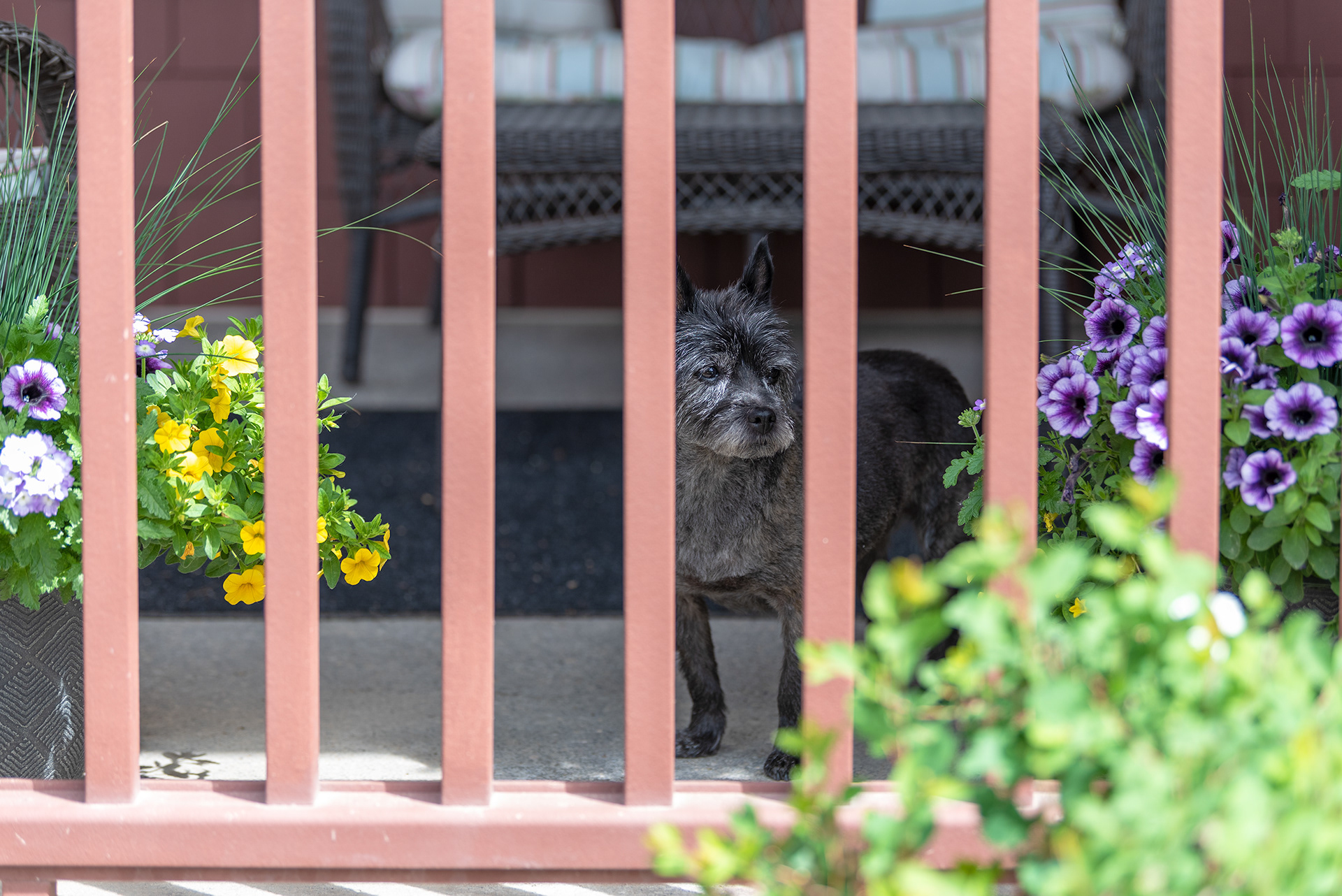 Coco, Cairn Terrier dog, Bridlewood, Calgary, Alberta