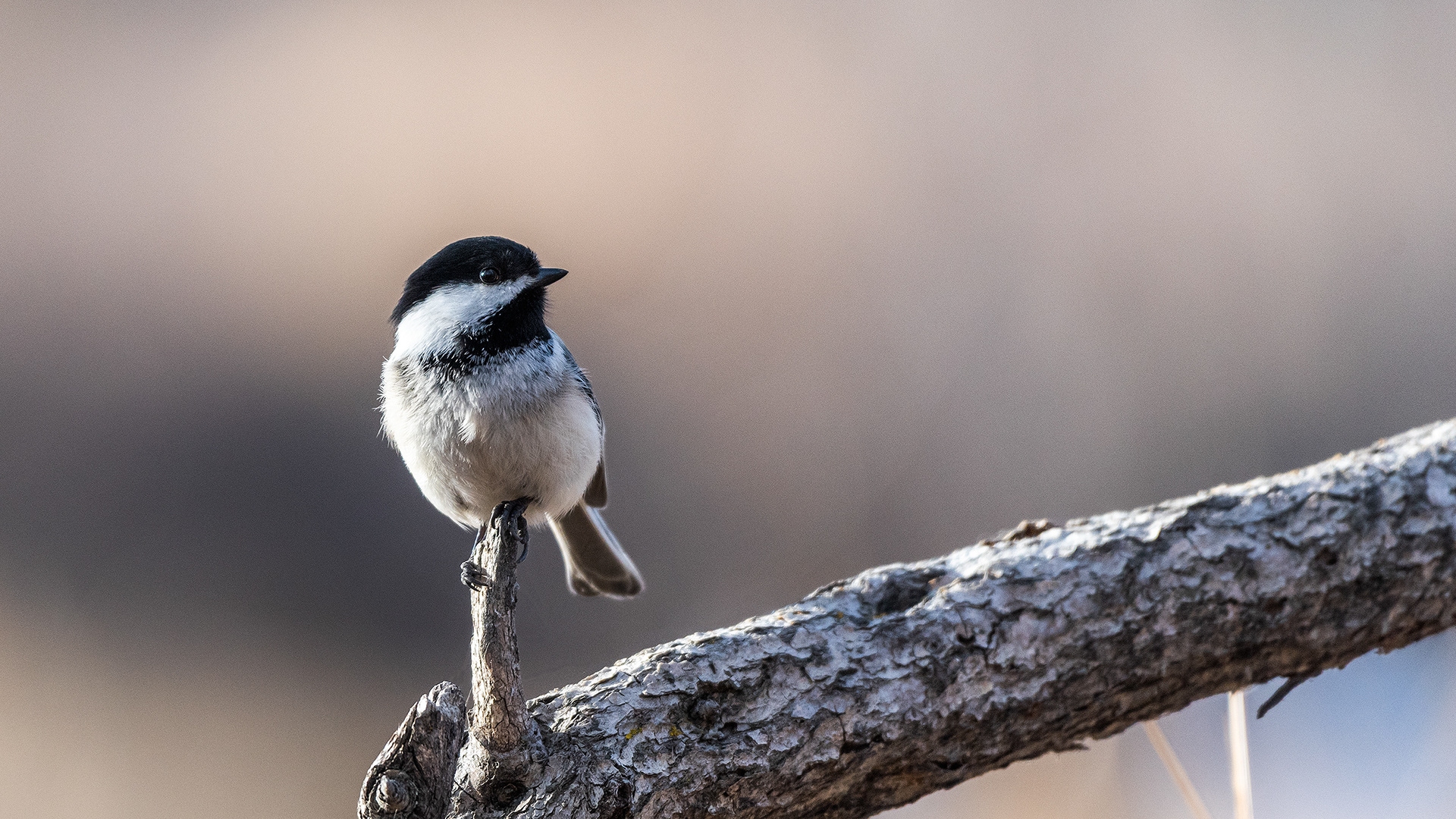 Black-capped Chickadee, Inglewood, Calgary, AB
