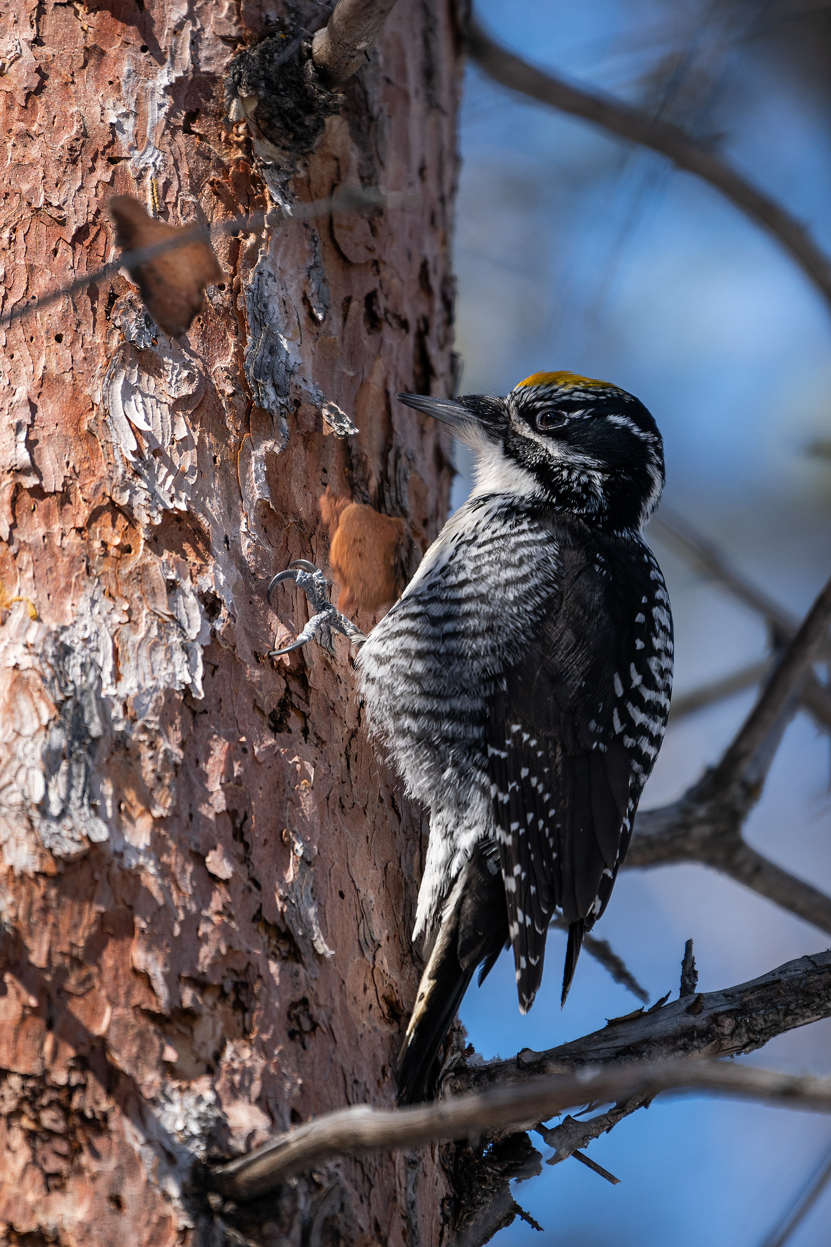 Three-toed Woodpecker (male), near the Marshall Springs area of Fish Creek Provincial Park, Calgary, AB