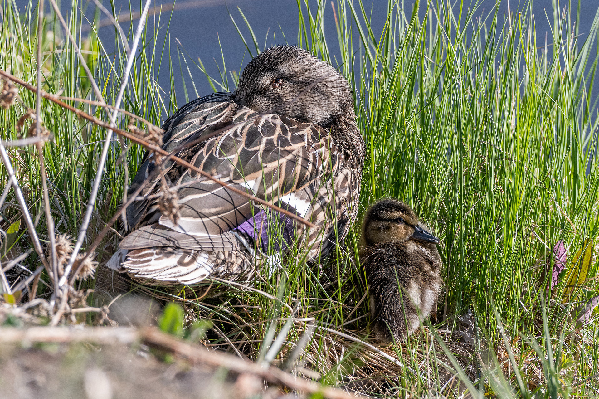 Mallard (female) napping while duckling keeps a look out, at Bridlewood Wetlands Park, Calgary, Alberta