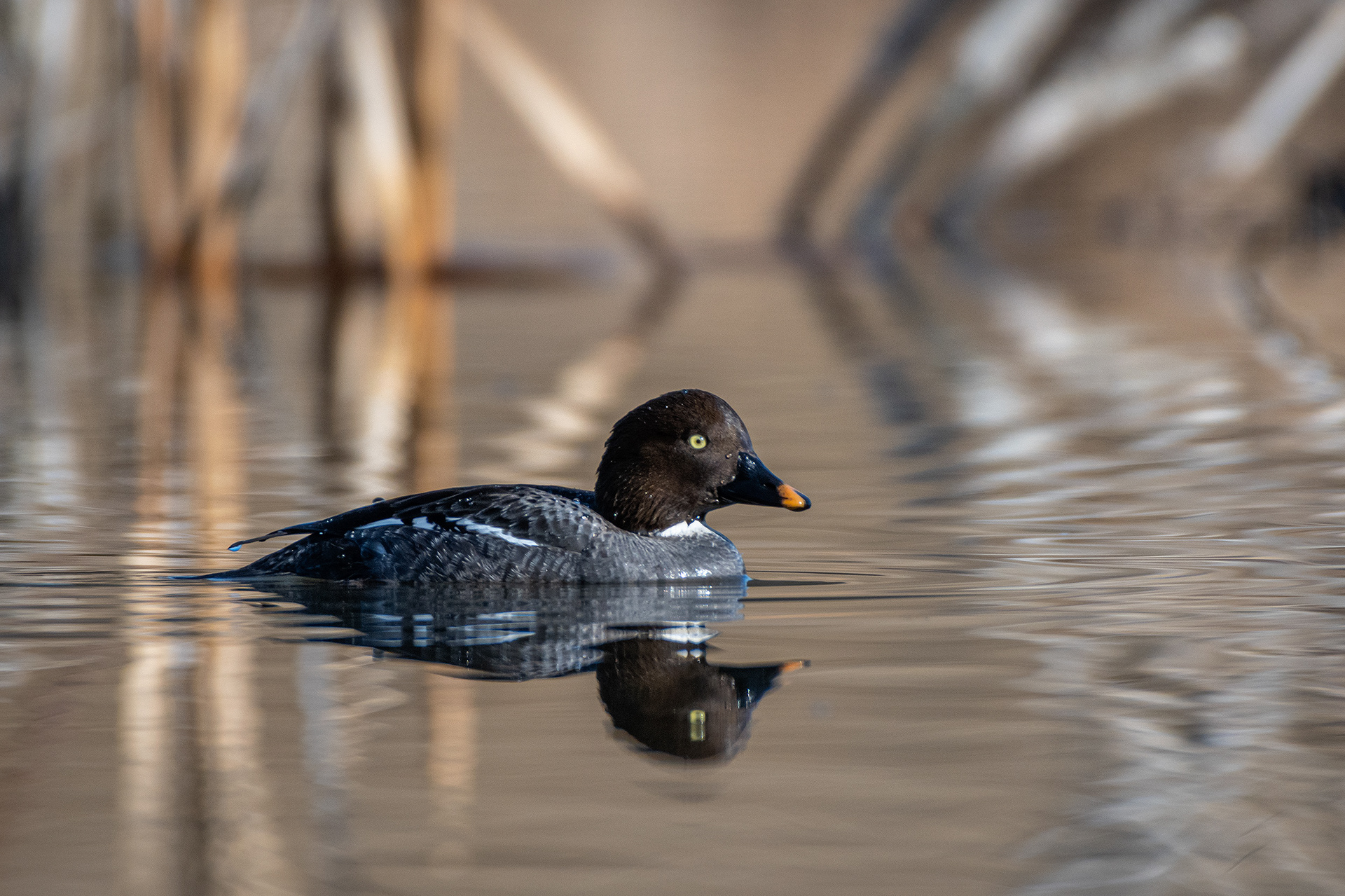 Common Goldeneye (female), Marshall Springs, Fish Creek Provincial Park, Calgary, AB