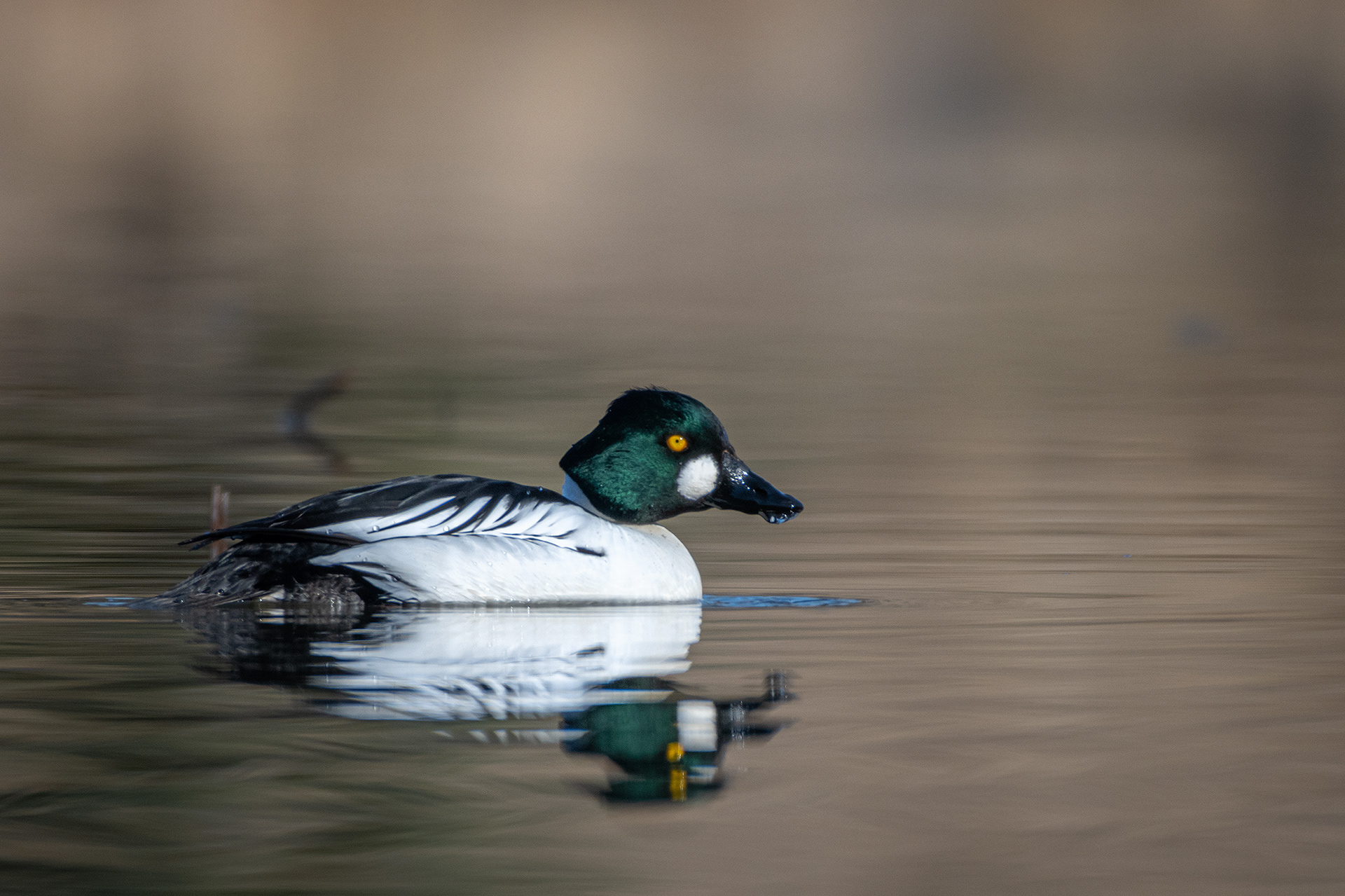 Common Goldeneye (male), Marshall Springs, Fish Creek Provincial Park, Calgary, AB