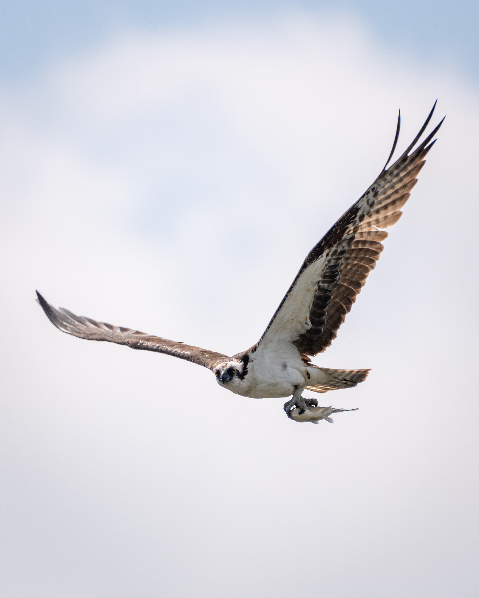 Osprey (in flight) with a fish, Marshall Springs ponds, Fish Creek Provincial Park, Calgary, AB